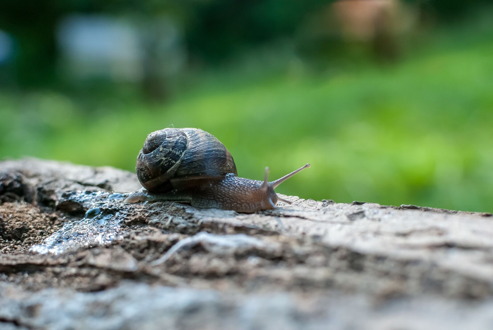 Nikon D80 sample photo. Snail, gastropod, nature photography