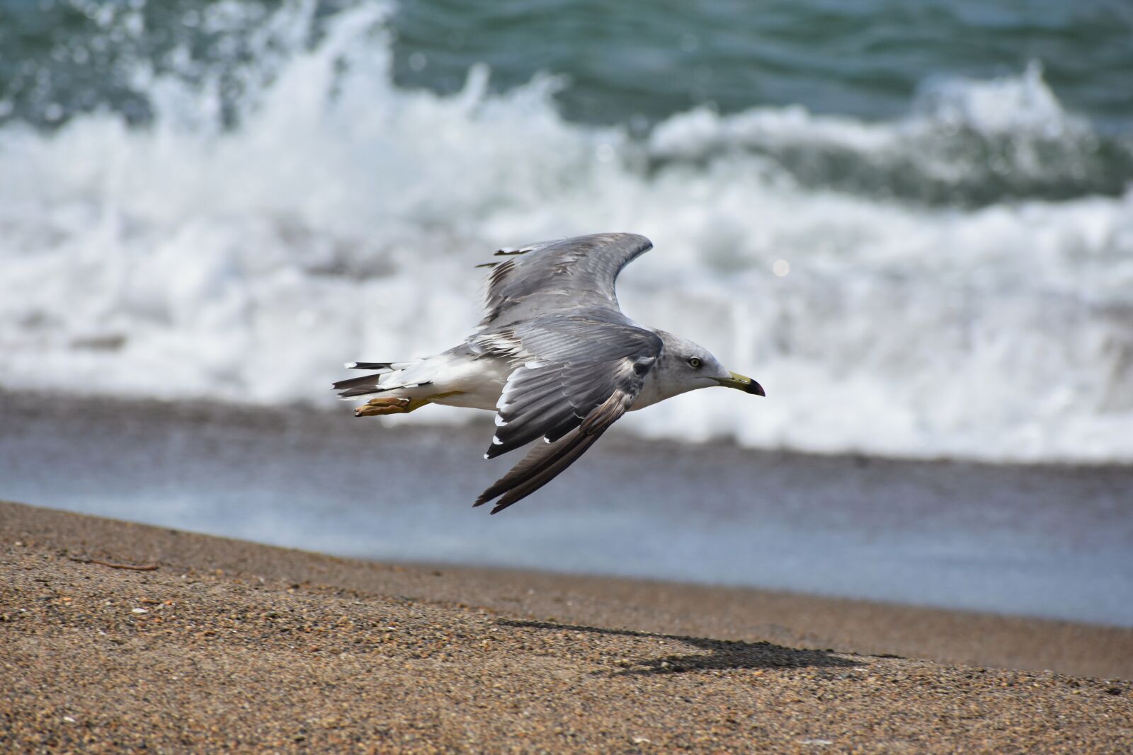 Nikon D7200 sample photo. Animal, sea, beach photography