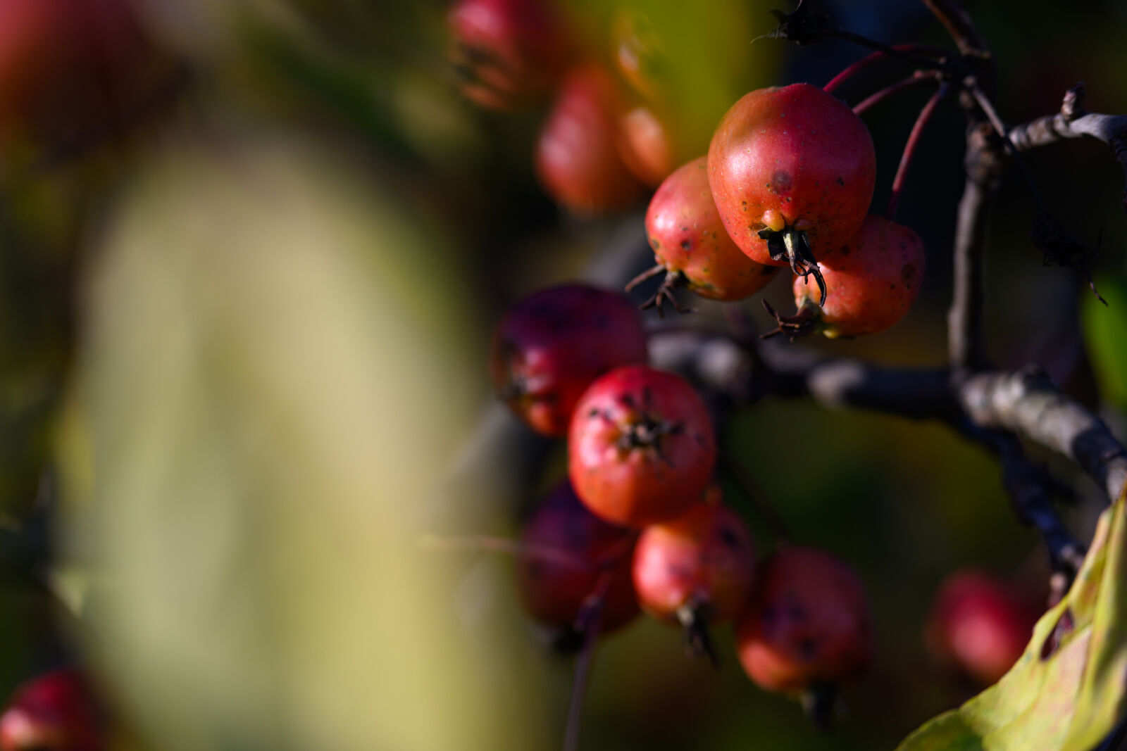 Tamron 150-500mm F5-6.7 Di III VC VXD sample photo. Berries of the sun photography