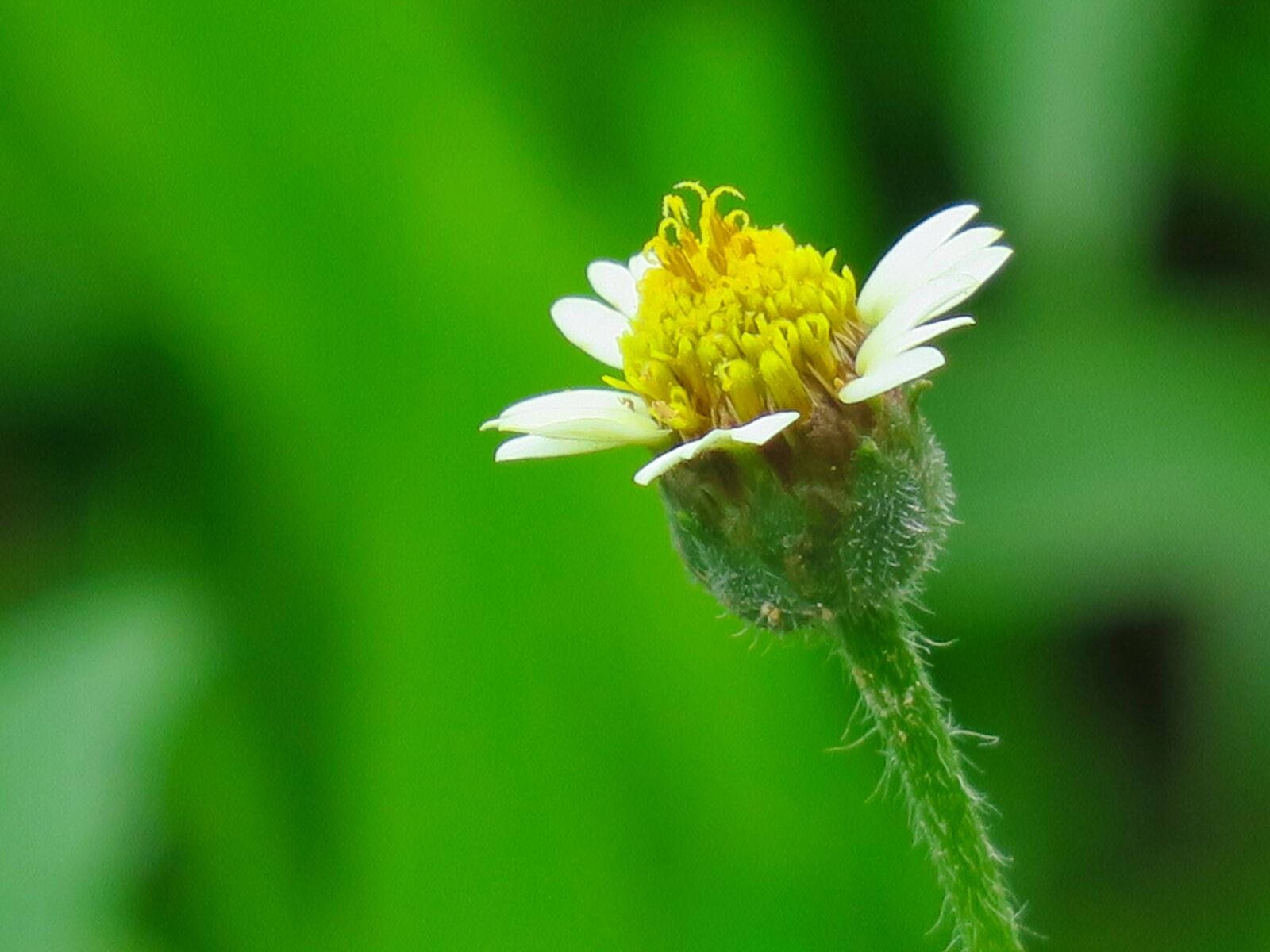 Canon PowerShot G3 X sample photo. Hong kong, plant, petal photography