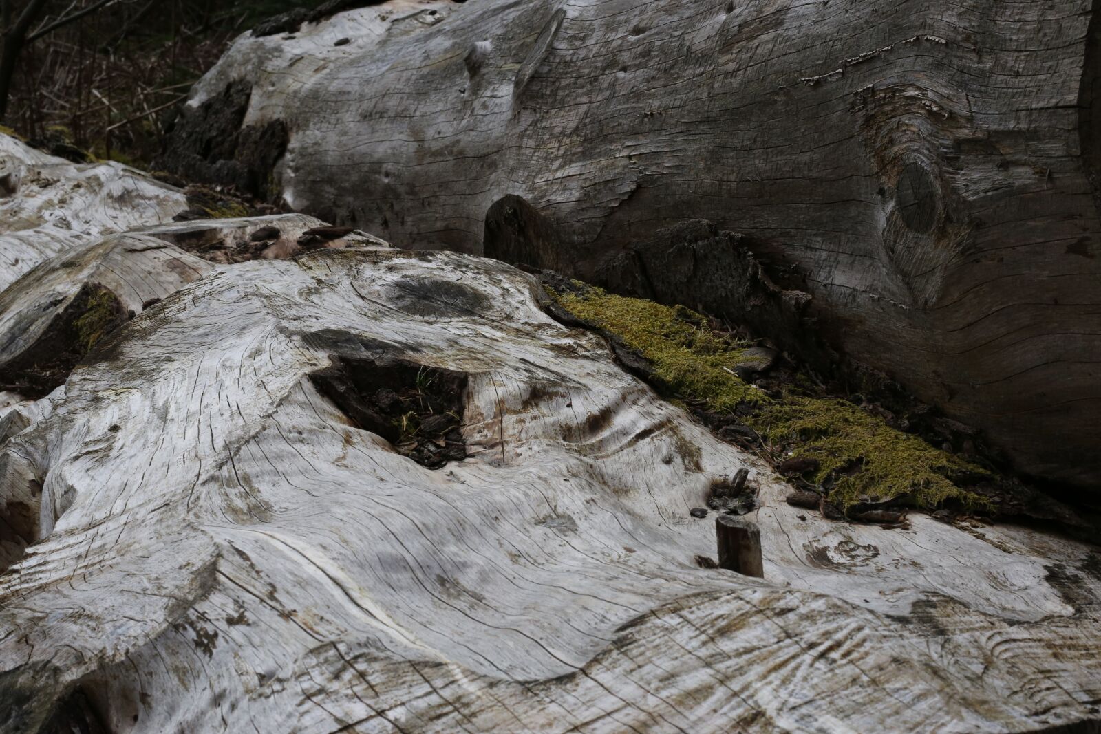 Canon EF 50mm F1.8 STM sample photo. Wood, tree, trunk photography