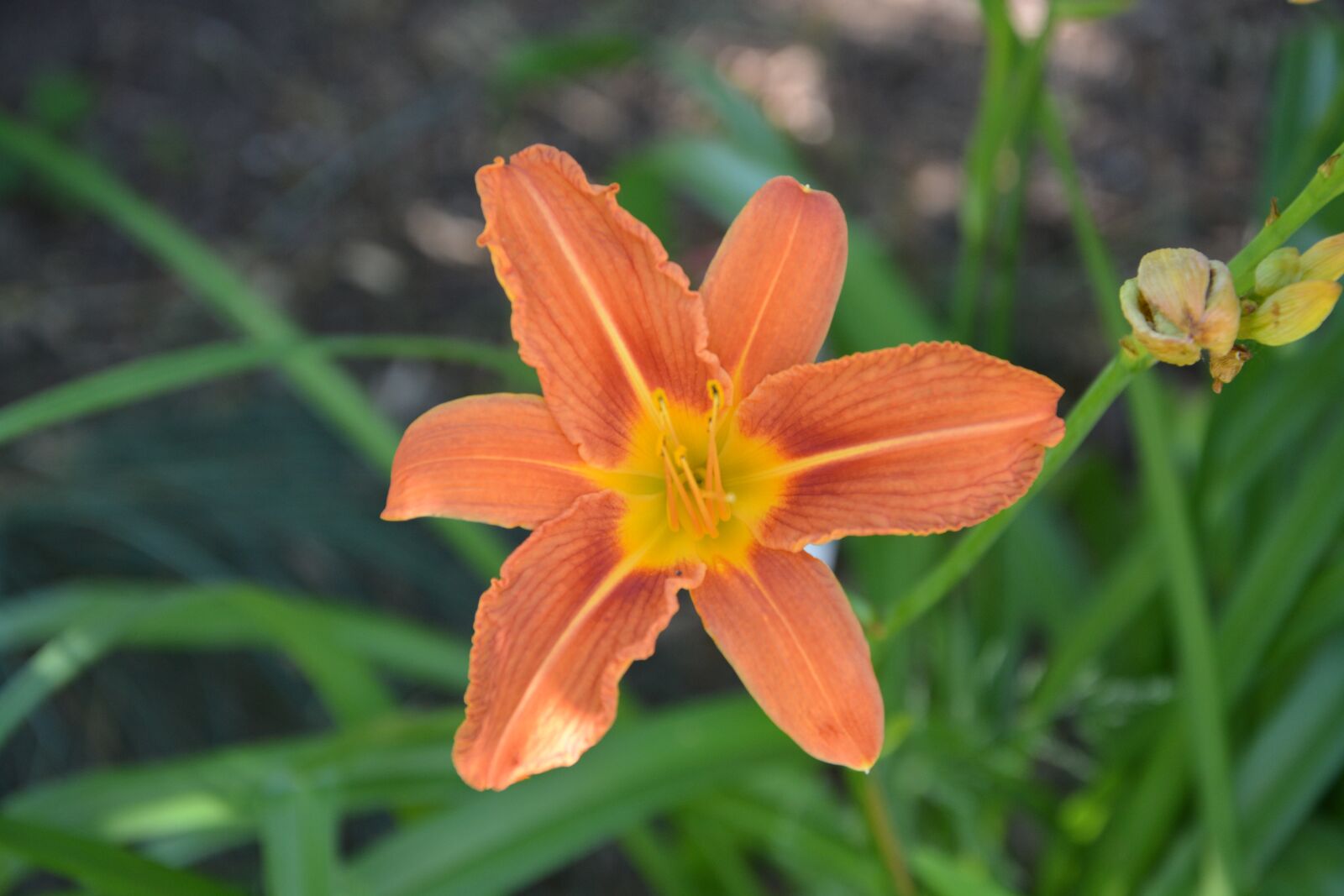 Nikon D5200 sample photo. Flowers, oranges, petal photography