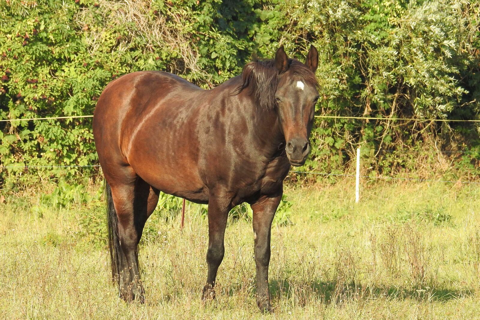 Nikon Coolpix P900 sample photo. Horse, pasture, meadow photography