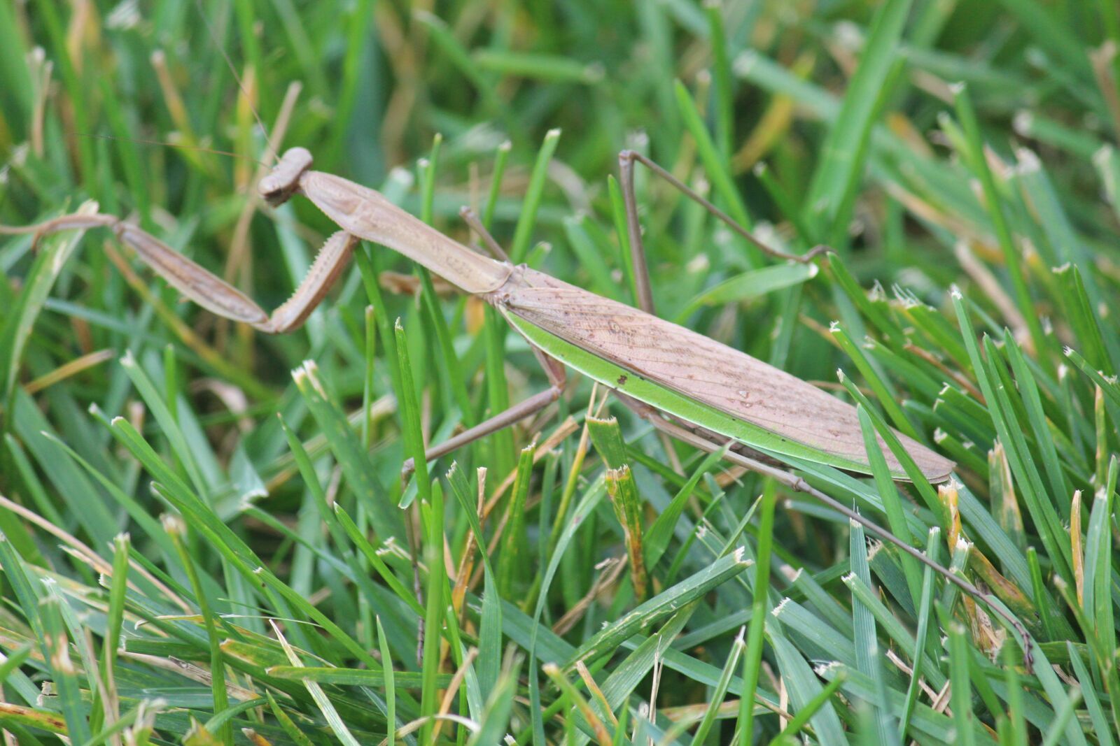Canon EOS 600D (Rebel EOS T3i / EOS Kiss X5) sample photo. Walking stick, insect, bug photography