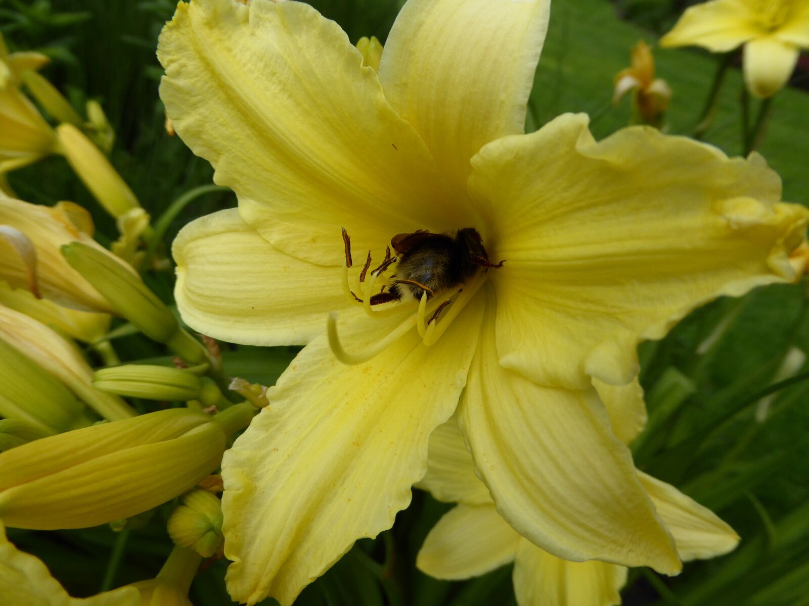 Panasonic DMC-TZ61 sample photo. Yellow flower, lily, garden photography