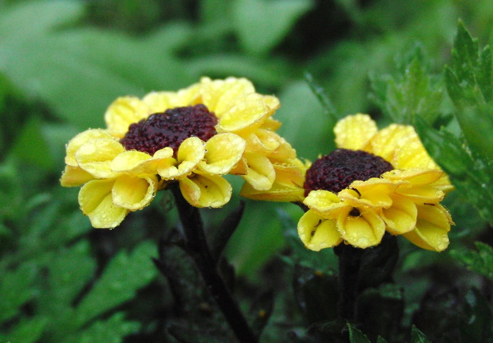 CASIO EX-FC100 sample photo. Yellow flowers, garden flowers photography