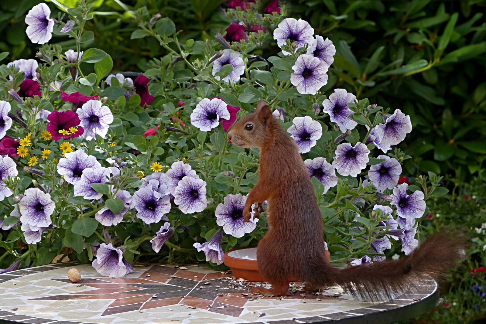 Panasonic Lumix DMC-FZ200 sample photo. Animal, mammal, squirrel photography