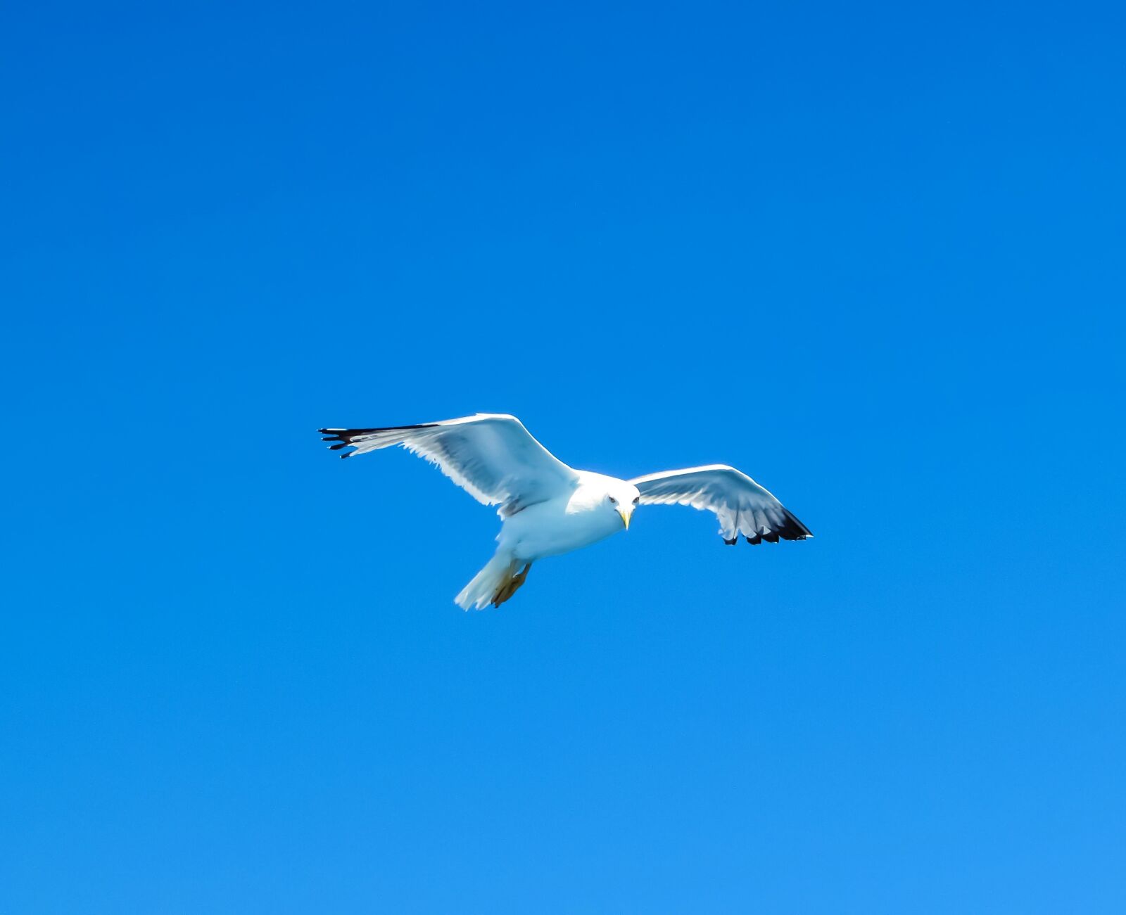 Canon PowerShot SX400 IS sample photo. Seagull, sea bird, white photography