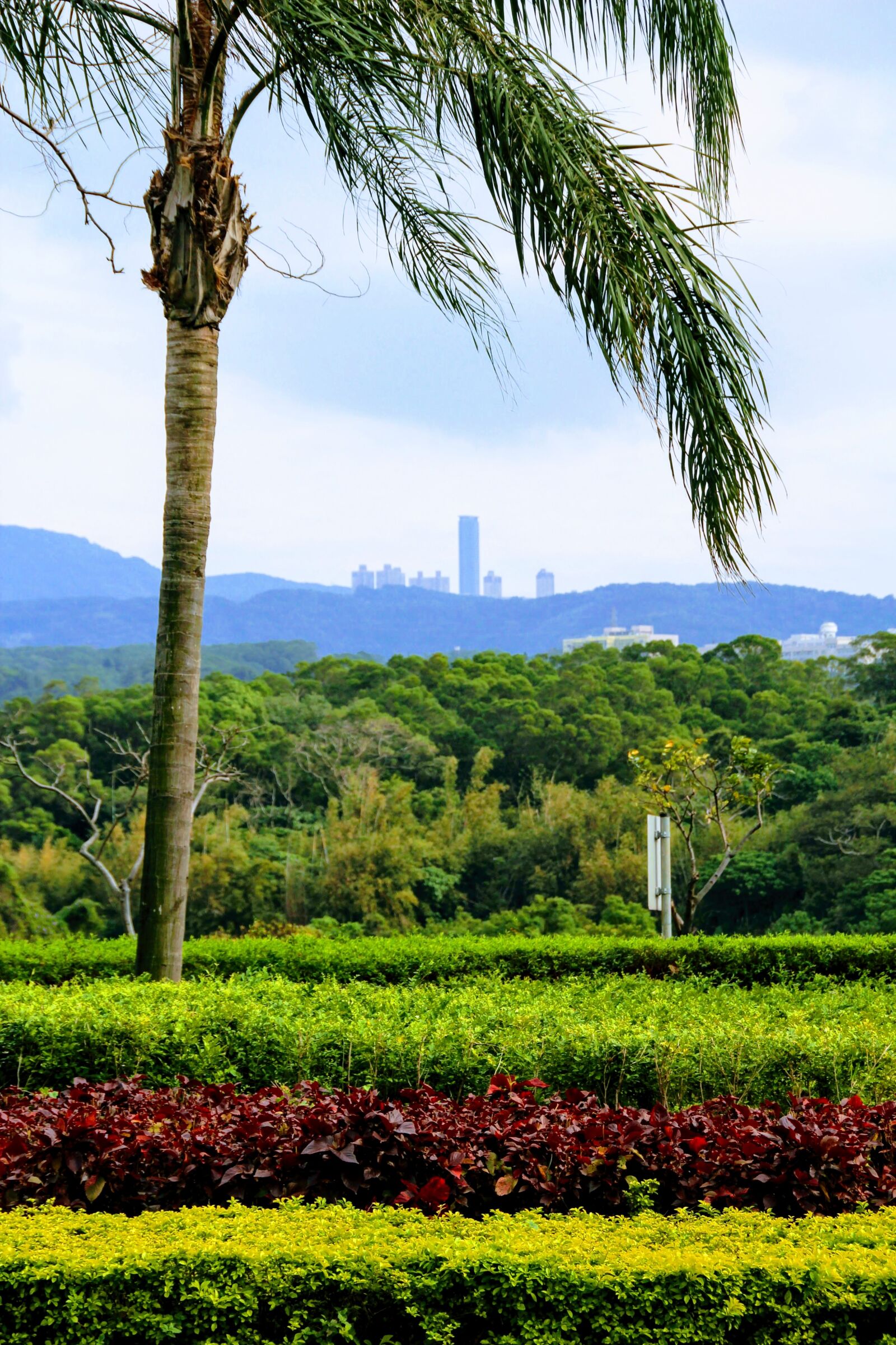 Canon EOS 600D (Rebel EOS T3i / EOS Kiss X5) sample photo. Palm, view, taiwan photography