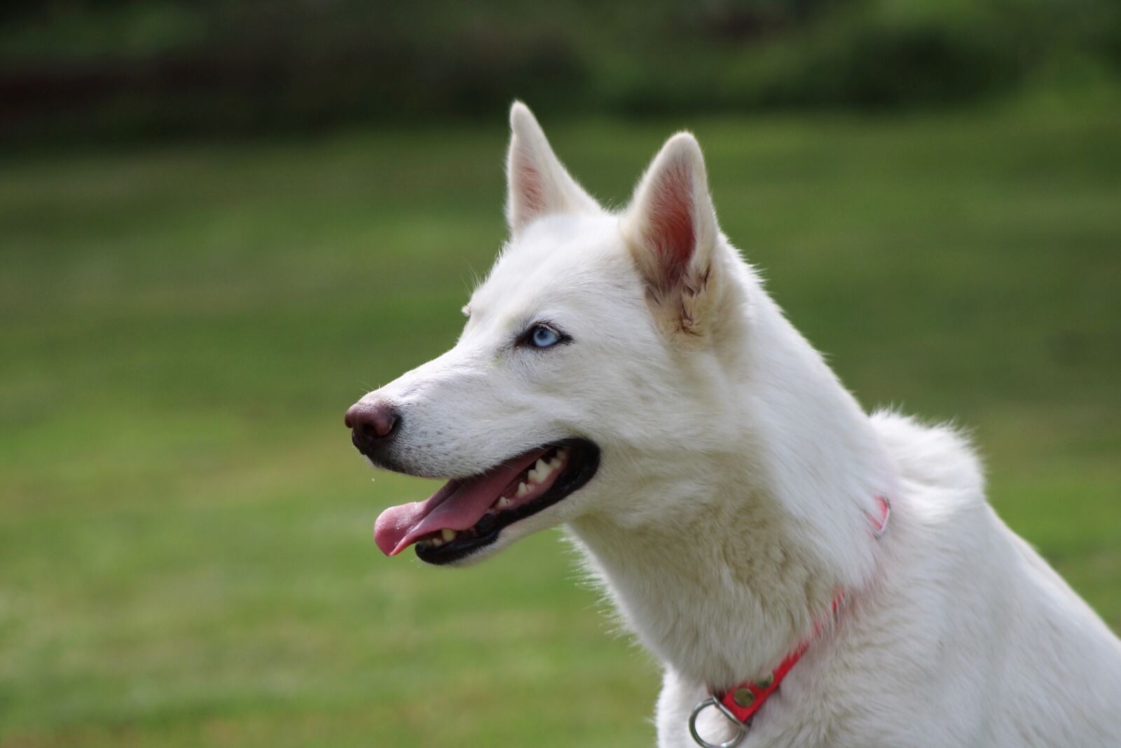 Canon EOS 2000D (EOS Rebel T7 / EOS Kiss X90 / EOS 1500D) sample photo. Husky, dog, pet photography