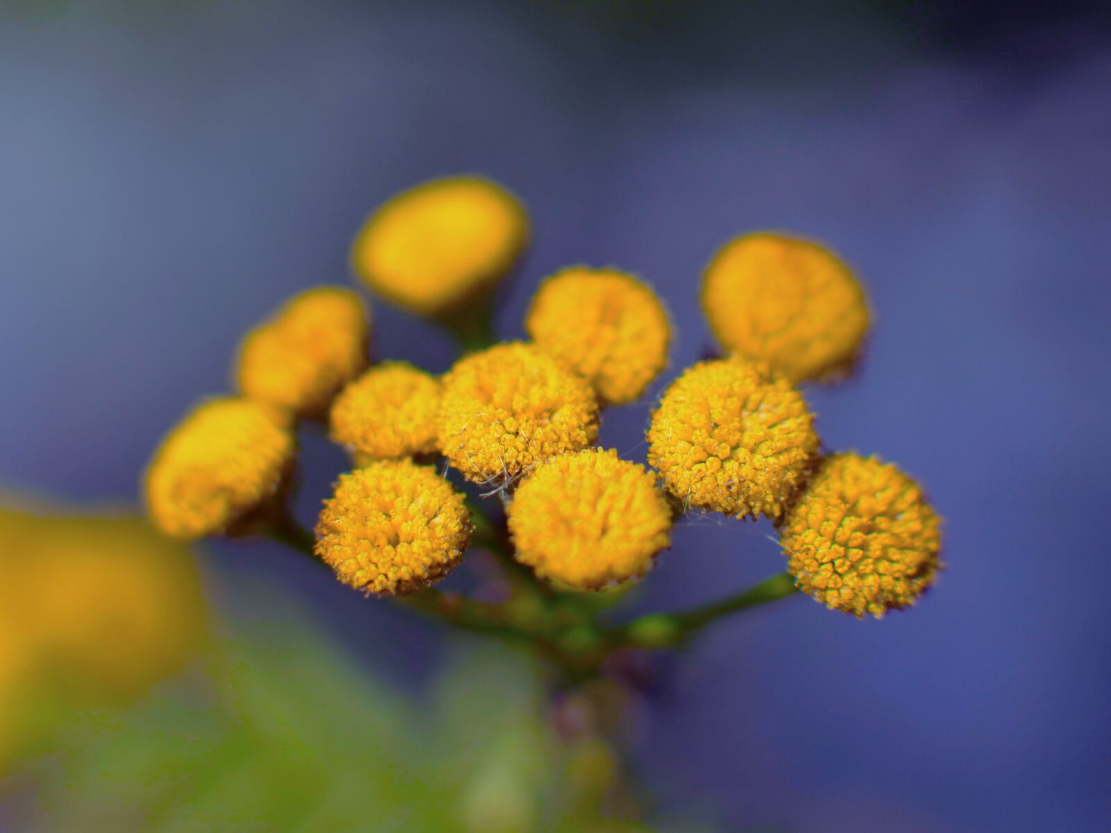 XIAOYI 42.5mm F1.8 sample photo. Nature, colorful, flowers photography