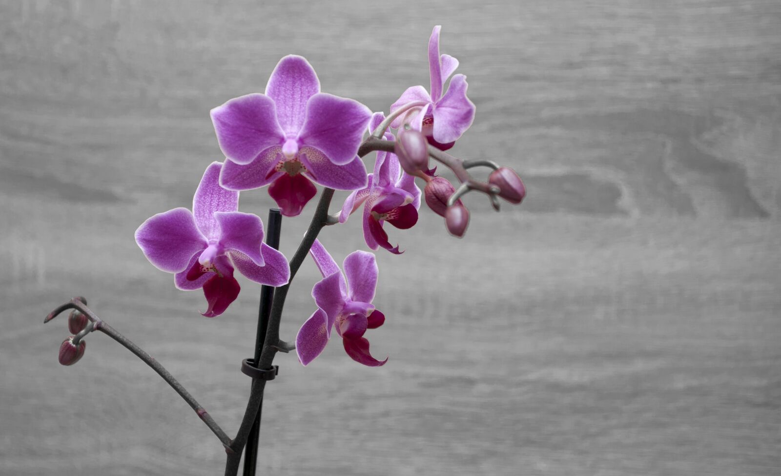 Nikon D90 sample photo. Orchid, purple, flower photography
