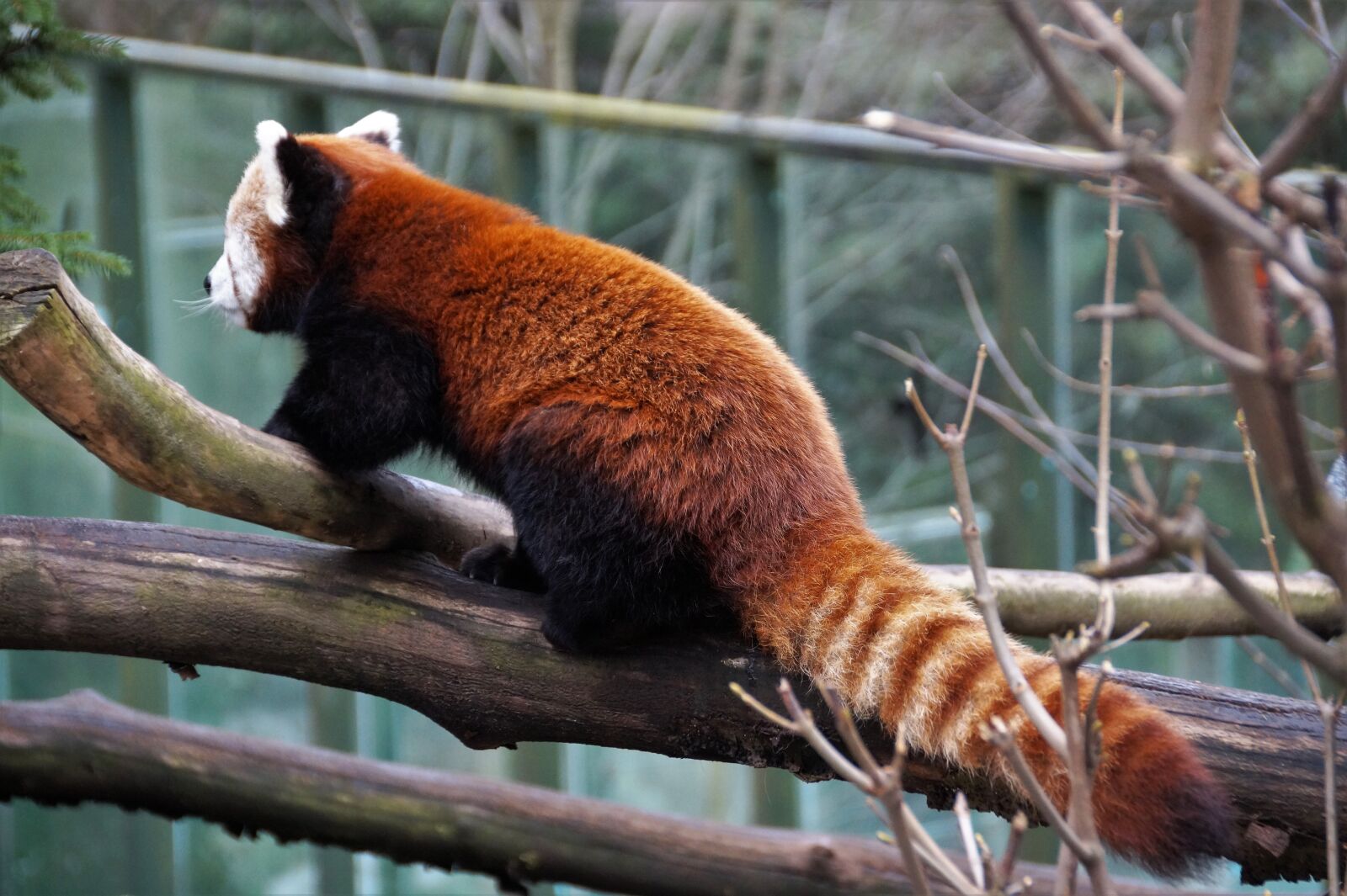 Sony SLT-A58 sample photo. Red panda, wild, animal photography