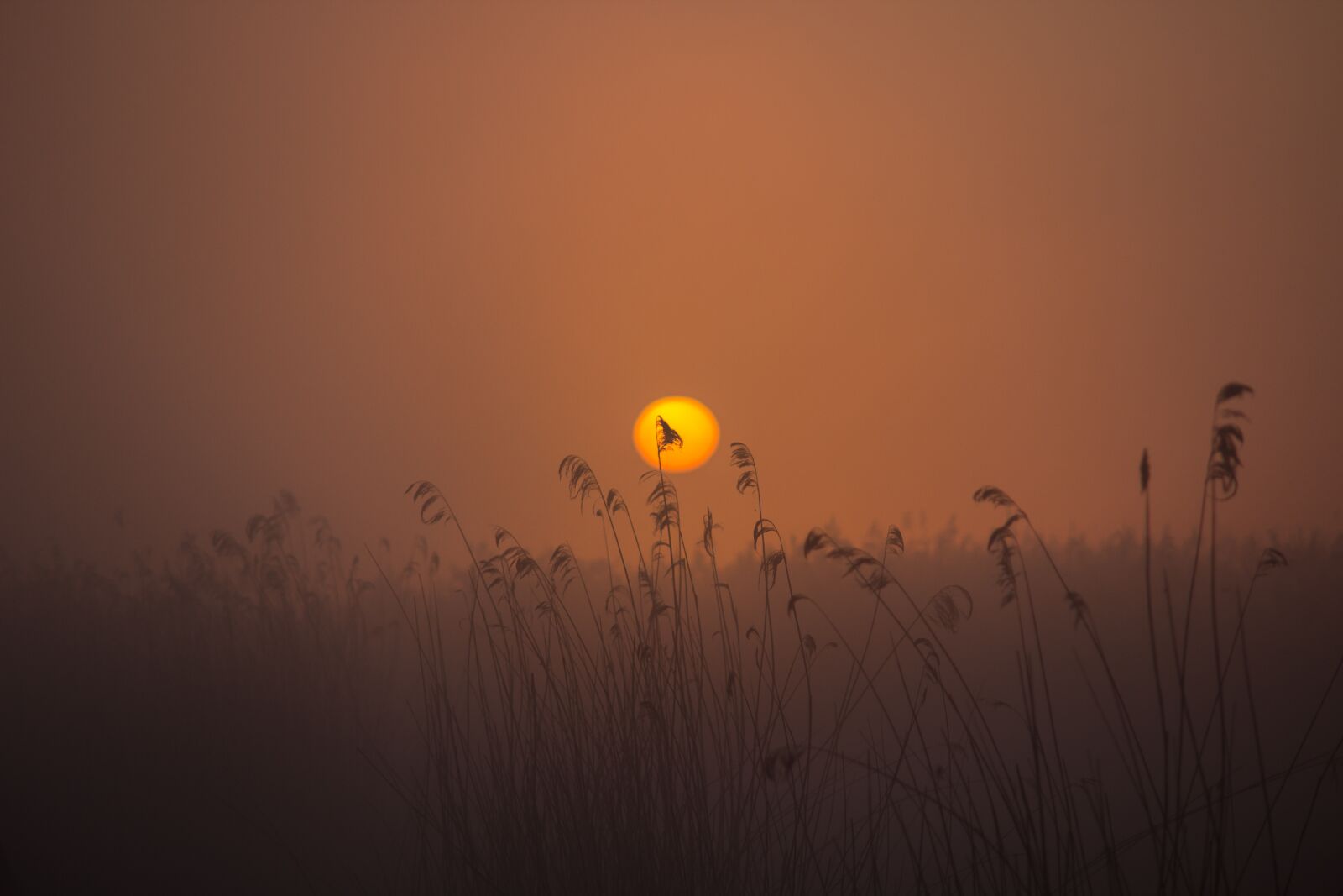 Canon EOS 600D (Rebel EOS T3i / EOS Kiss X5) sample photo. Sunrise, spring lake, mood photography