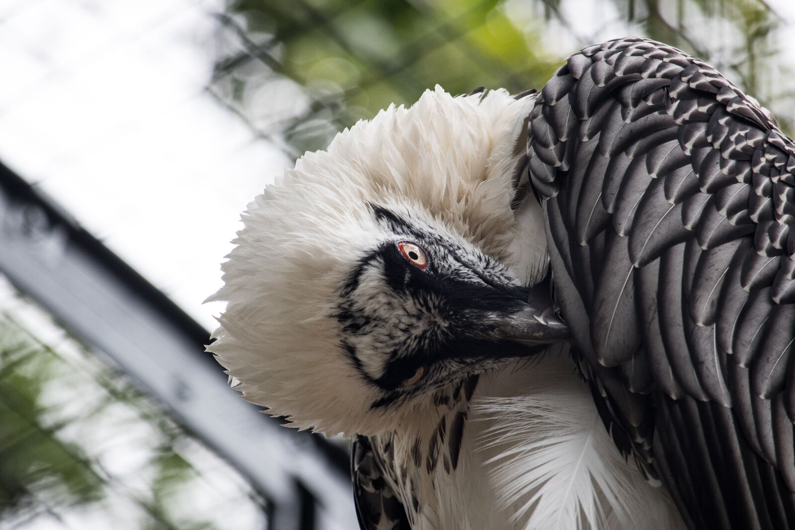 Canon EF-S 55-250mm F4-5.6 IS STM sample photo. Bart geiger, raptor, bird photography