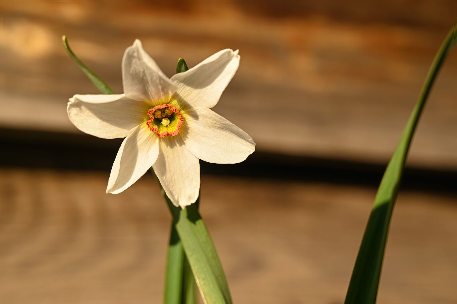 Nikon Z6 + Nikon Nikkor Z 24-70mm F4 S sample photo. Spring, flower, narcissus photography