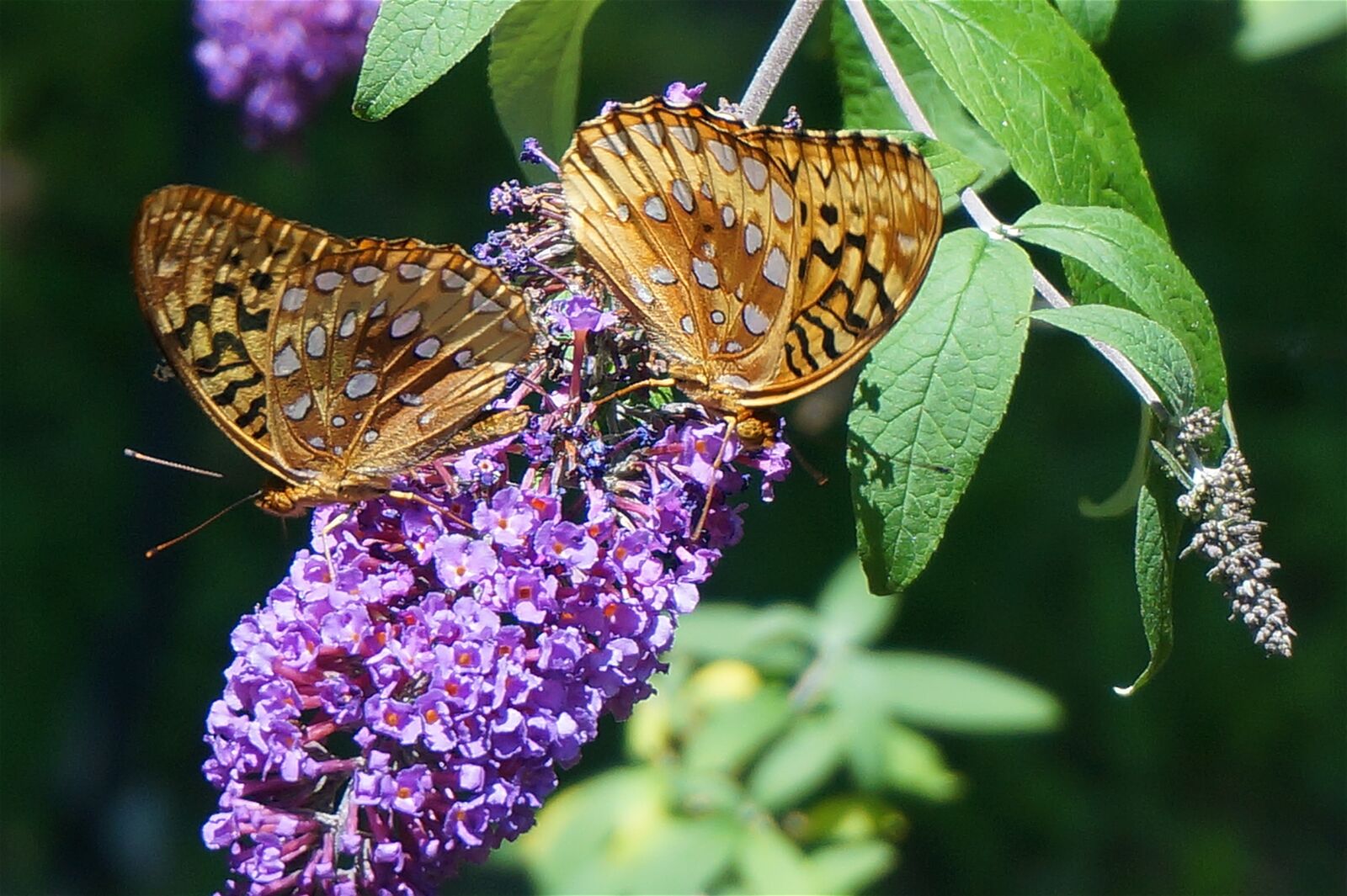 Sony Alpha NEX-5T sample photo. Fritillary butterfly, butterfly, nature photography