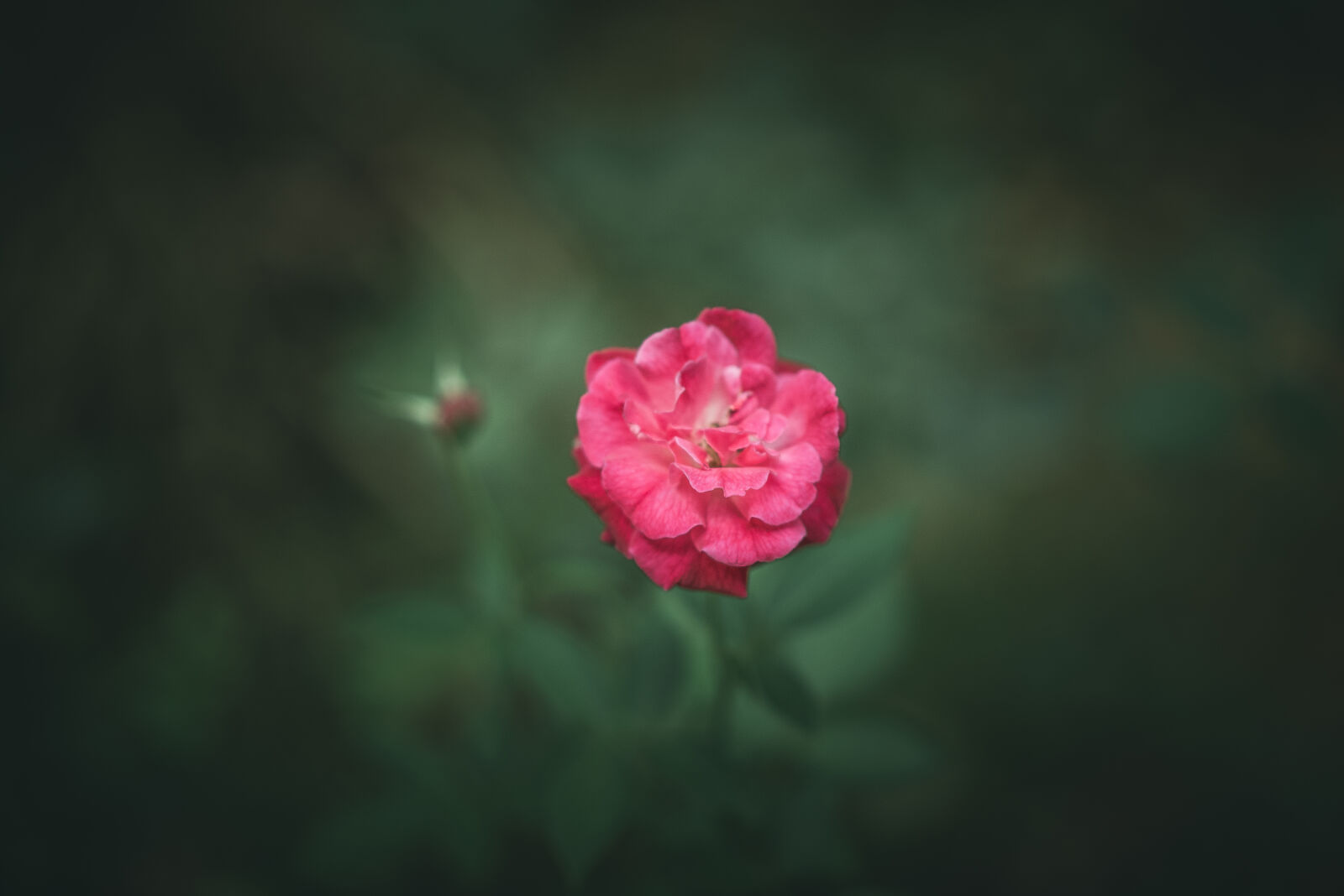 Nikon AF-S Nikkor 85mm F1.8G sample photo. Pink, rose, flower, close photography