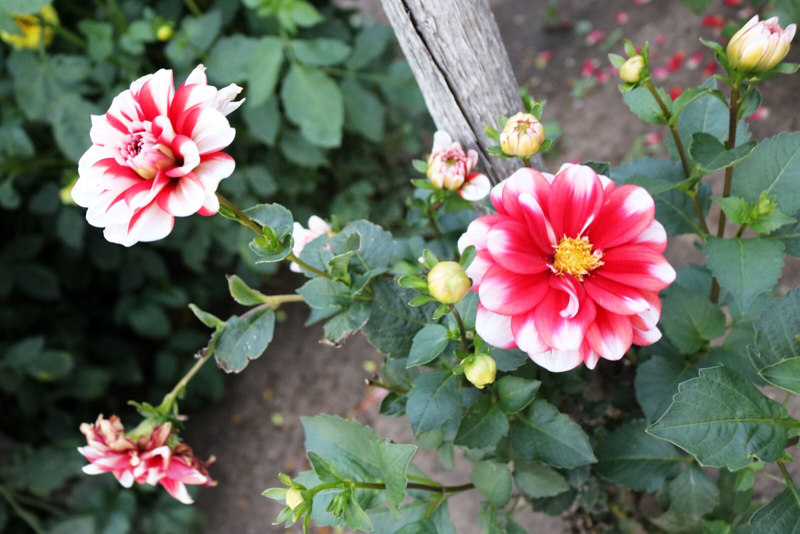 Canon EOS 750D (EOS Rebel T6i / EOS Kiss X8i) sample photo. Red, white, roses photography