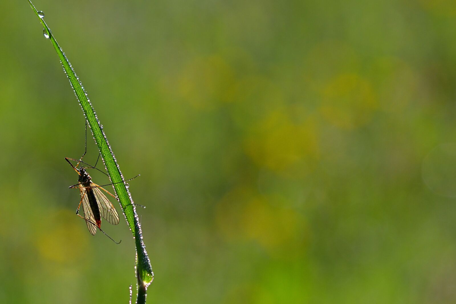 Nikon D5200 sample photo. Insect, fly, morning photography