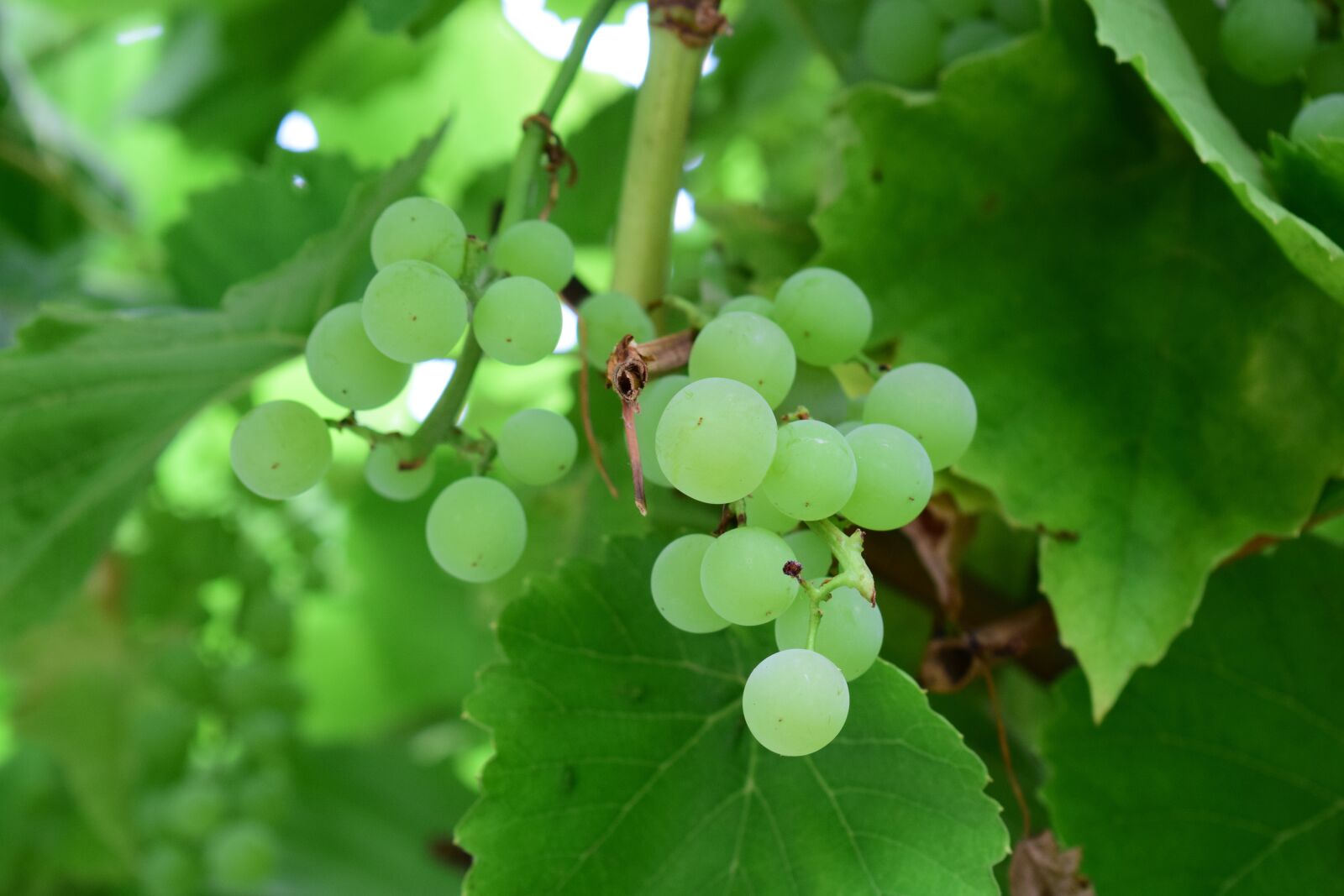 Nikon D5300 sample photo. Grapes, green, fruit photography