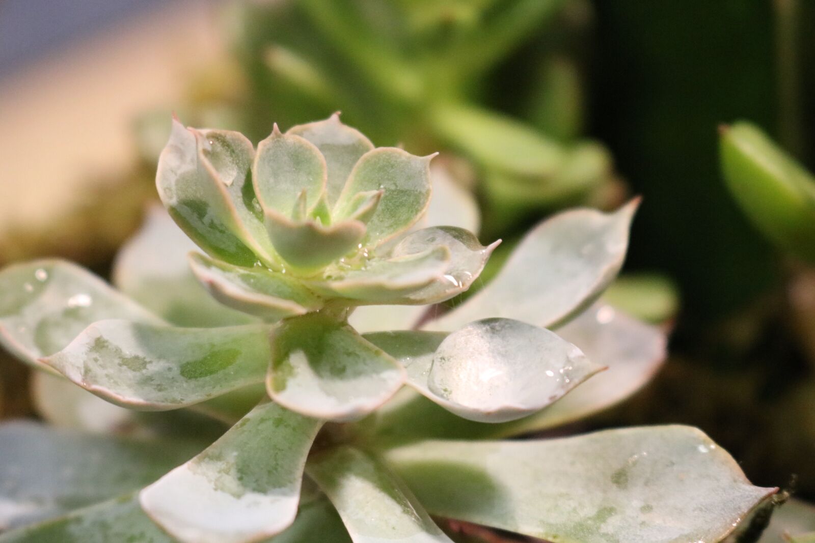 Canon EOS 750D (EOS Rebel T6i / EOS Kiss X8i) sample photo. Succulent, plant, cactus photography