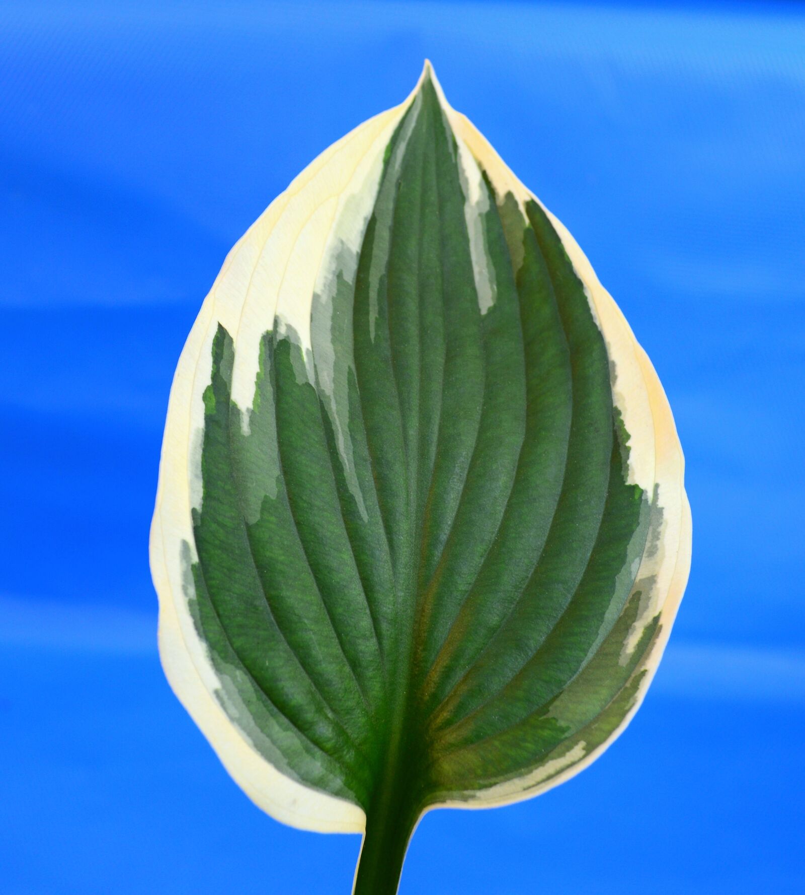 Nikon D3200 sample photo. Plantain lily, hosta, minute photography