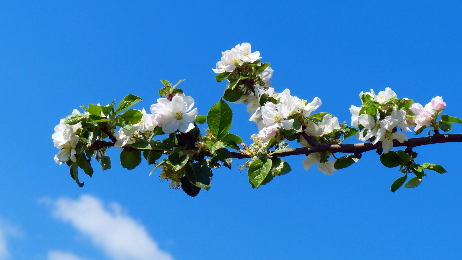 Panasonic Lumix DMC-FZ200 sample photo. Blossom, bloom, apple blossom photography