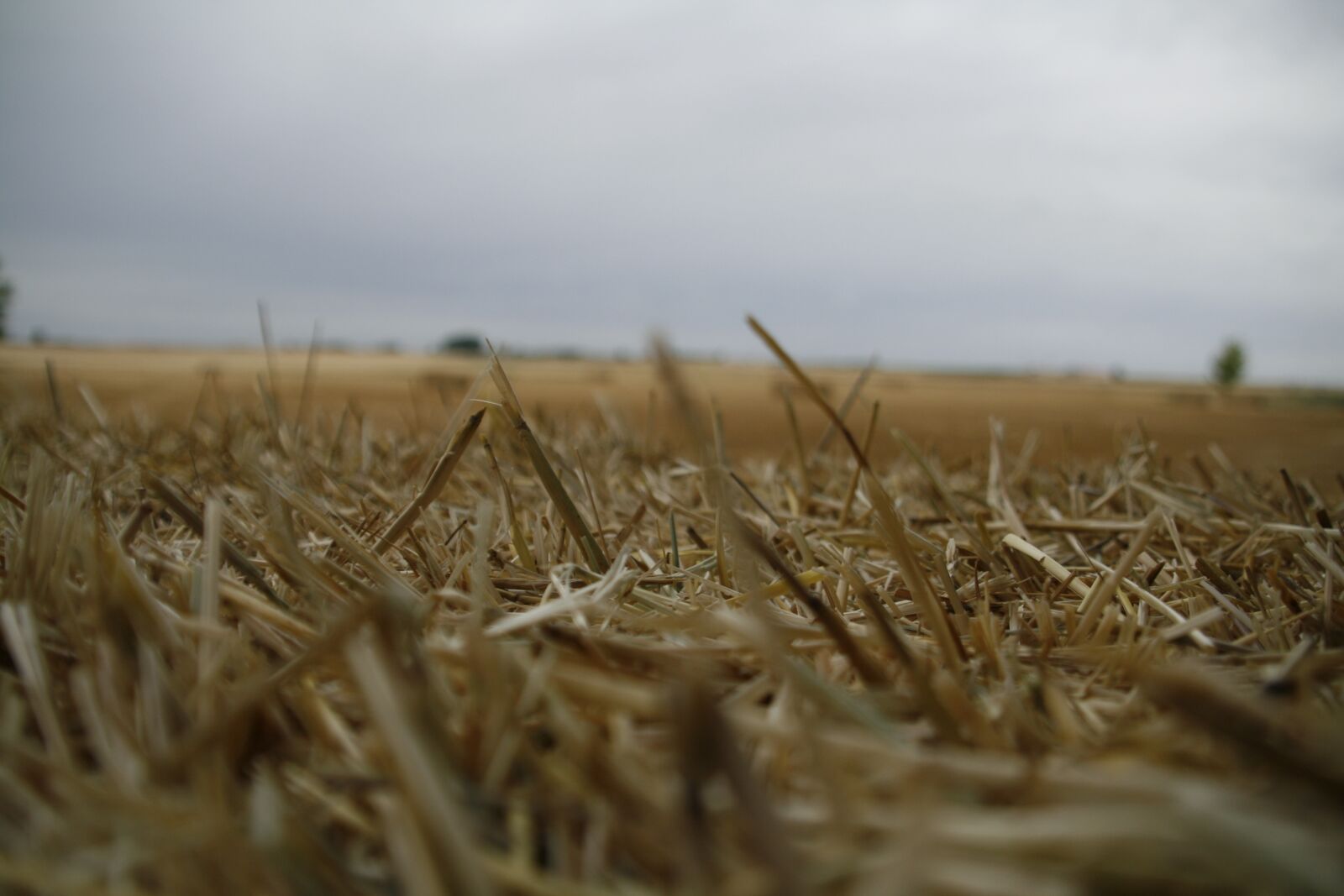 Canon EOS 400D (EOS Digital Rebel XTi / EOS Kiss Digital X) sample photo. Field, straw, mowing photography