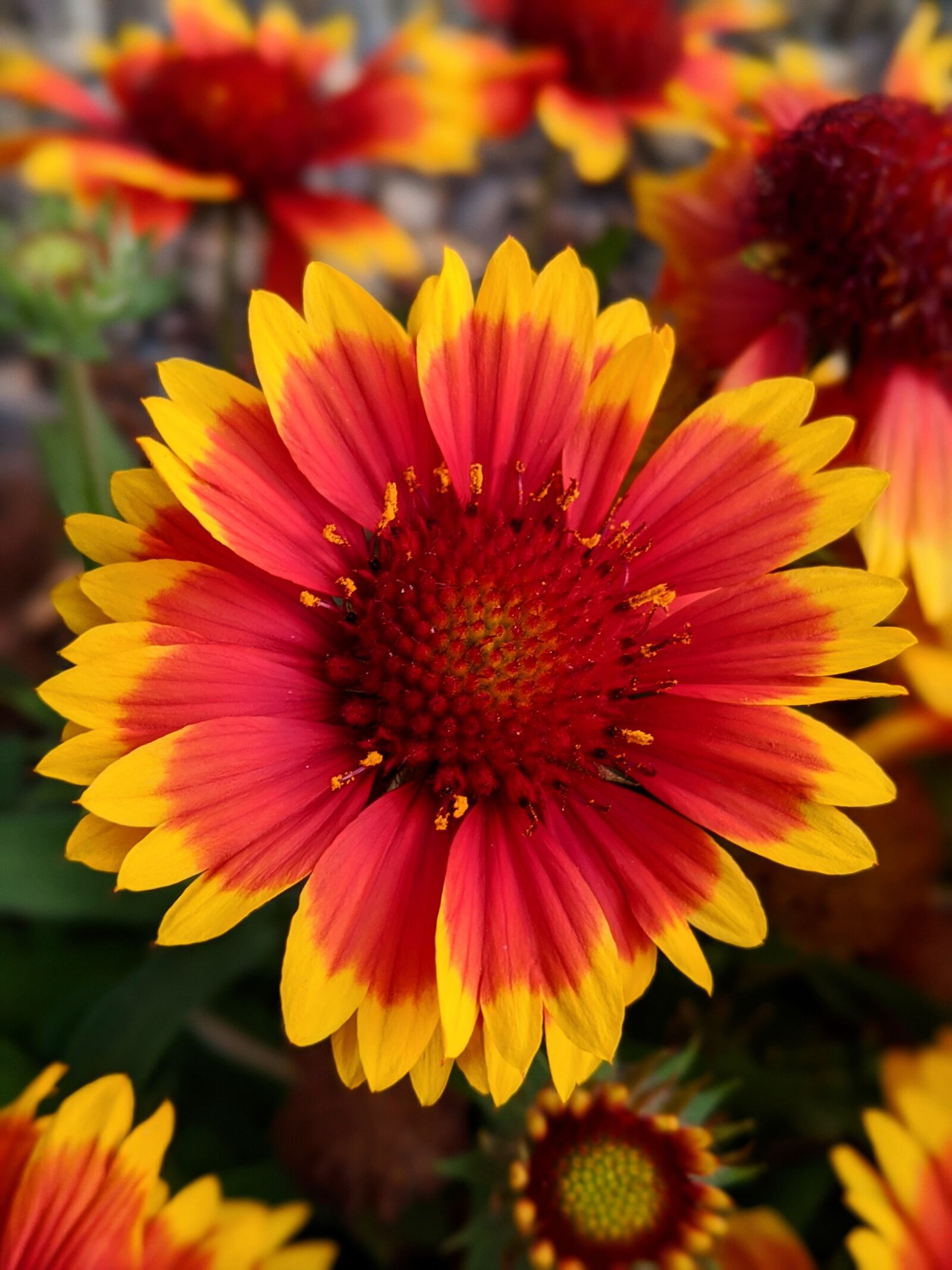 Google Pixel 3 XL sample photo. Blanket flower, gaillardia, sunflowers photography