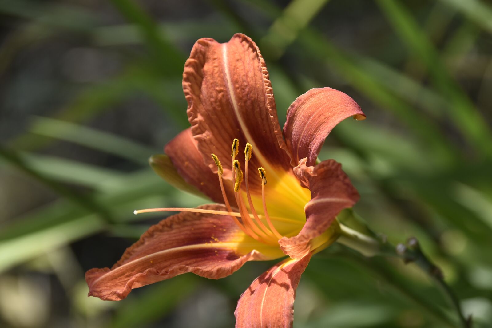 Nikon D5600 sample photo. Flower, flower lily, lily photography
