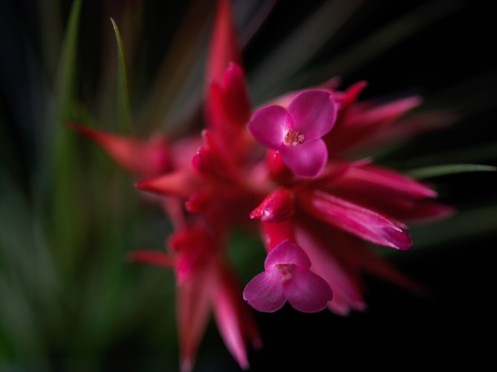 Olympus E-500 (EVOLT E-500) sample photo. Background, sukulent, flower photography