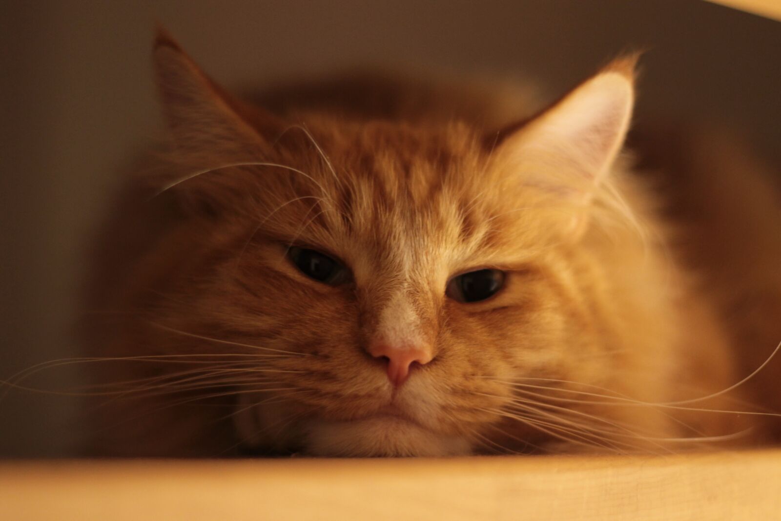 Canon EOS 1100D (EOS Rebel T3 / EOS Kiss X50) + Canon EF 50mm F1.8 II sample photo. Cat, mainecoon photography
