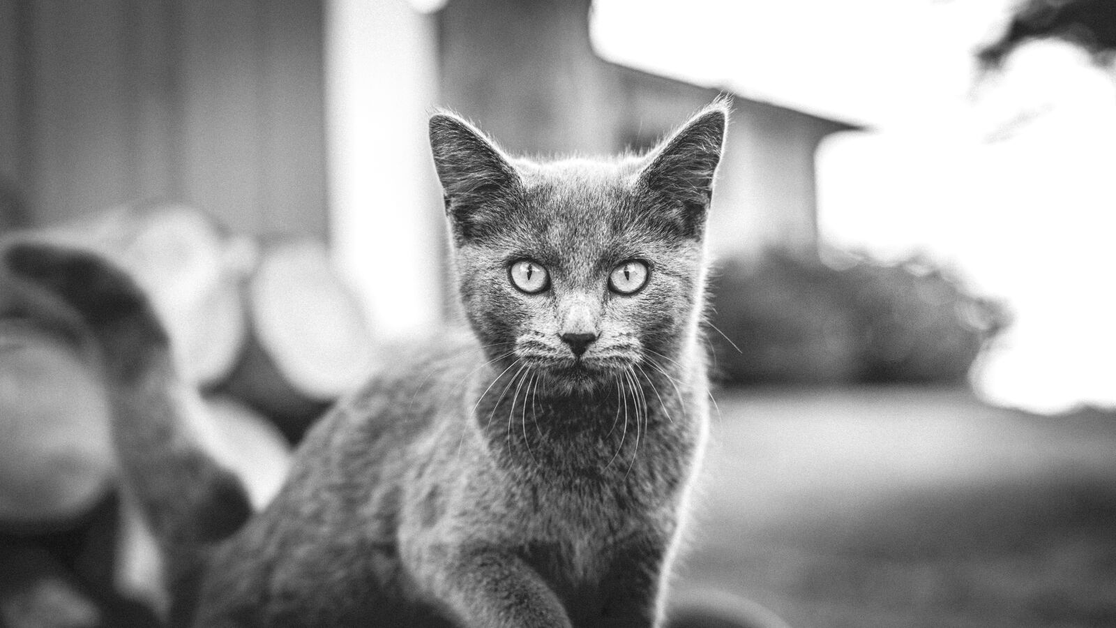 Canon EOS 6D + Canon EF 50mm F1.4 USM sample photo. Cat, pet, animal, black photography