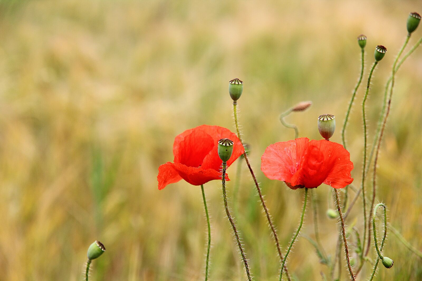 Canon EOS 60D + Canon EF-S 15-85mm F3.5-5.6 IS USM sample photo. Poppy, red weed, red photography