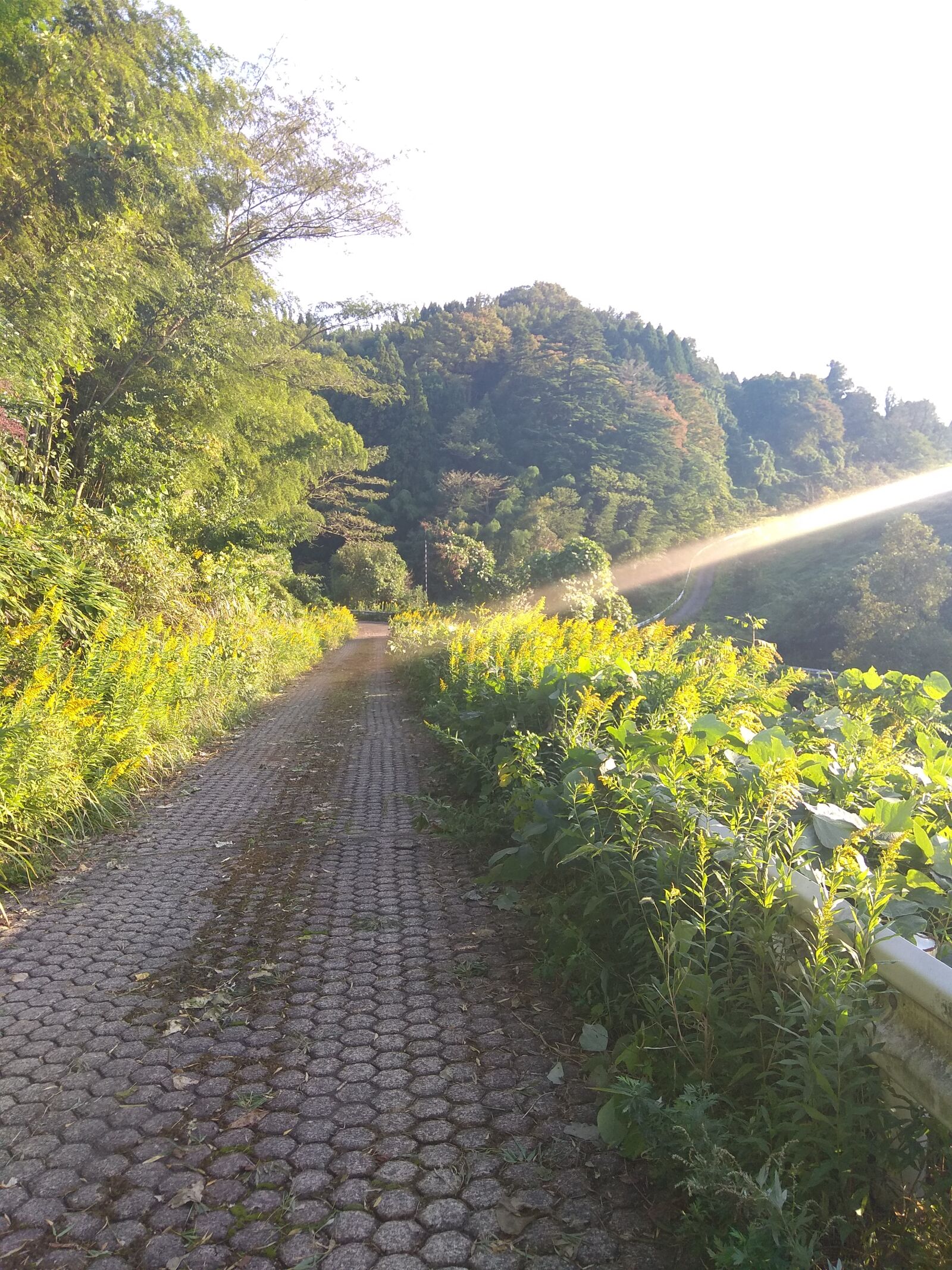 Xiaomi Redmi Note 4 sample photo