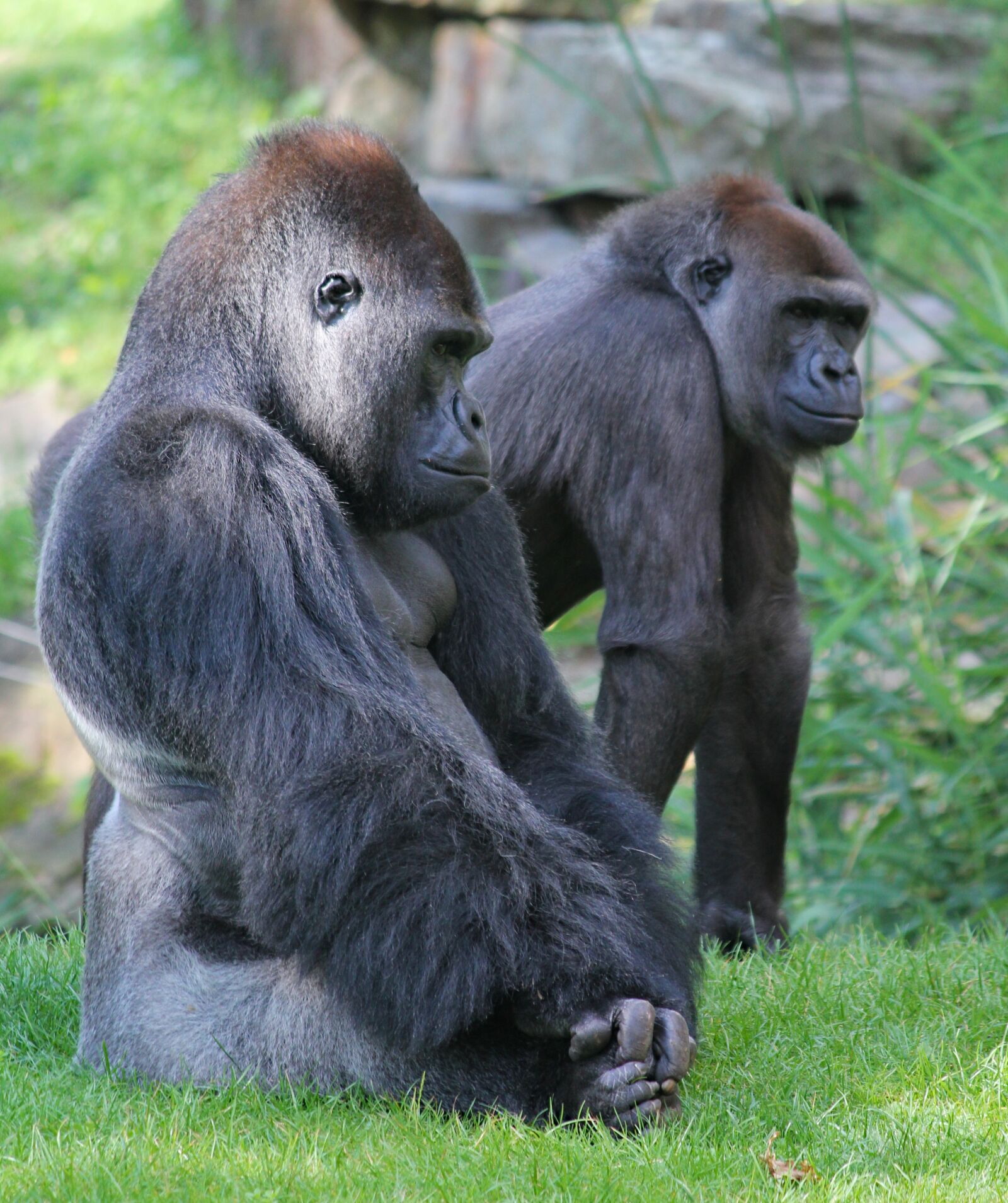 Canon EOS 550D (EOS Rebel T2i / EOS Kiss X4) sample photo. Gorillas, couple, primates photography