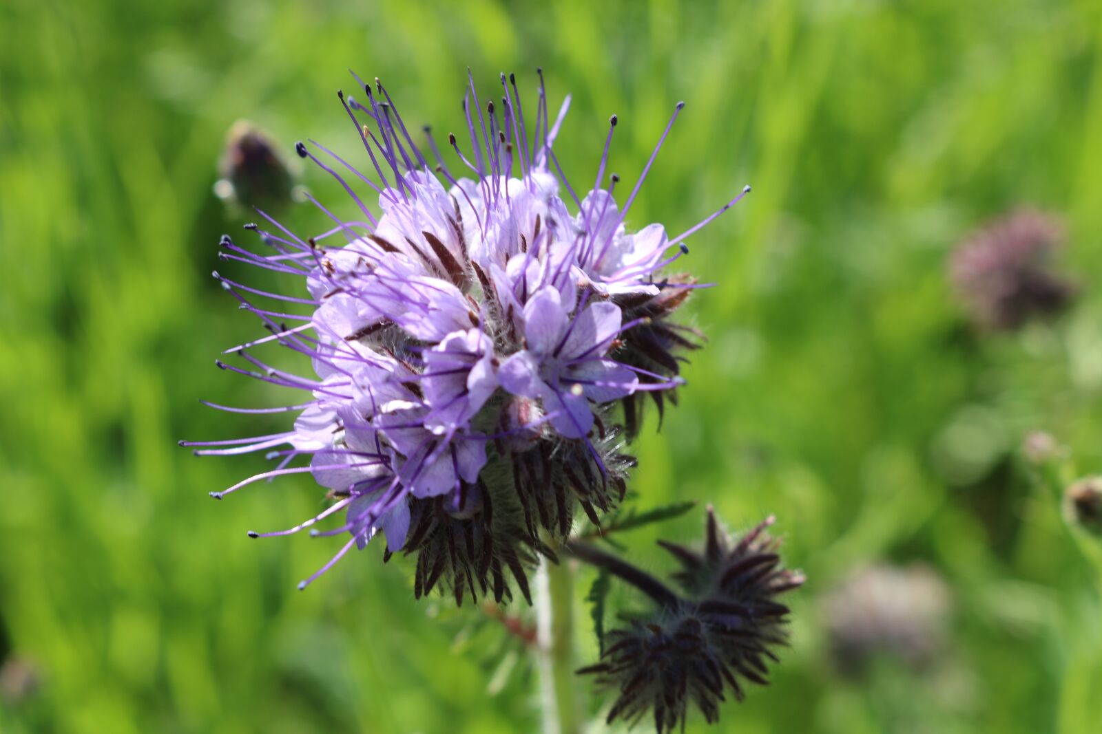 Canon EOS 750D (EOS Rebel T6i / EOS Kiss X8i) sample photo. Flower, nature, purple photography