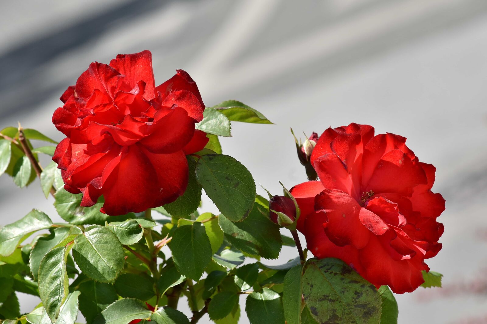 Nikon D5500 sample photo. Beautiful flowers, flower bud photography