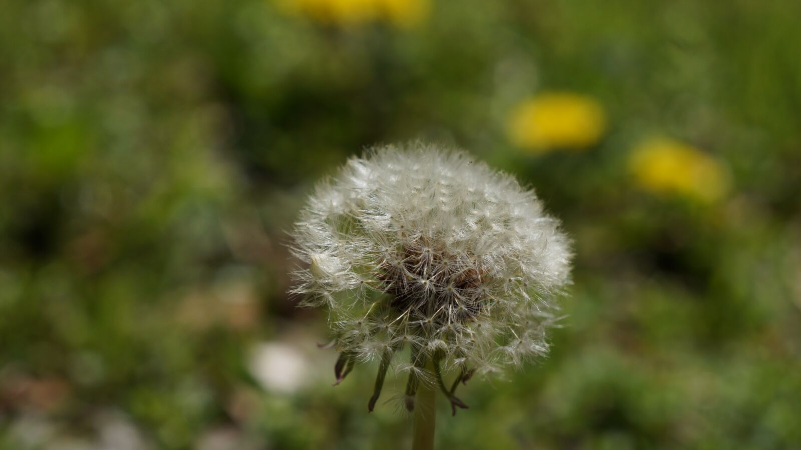 Sony Alpha a3000 + Sony E 18-55mm F3.5-5.6 OSS sample photo. Nature, dandelion, flora photography