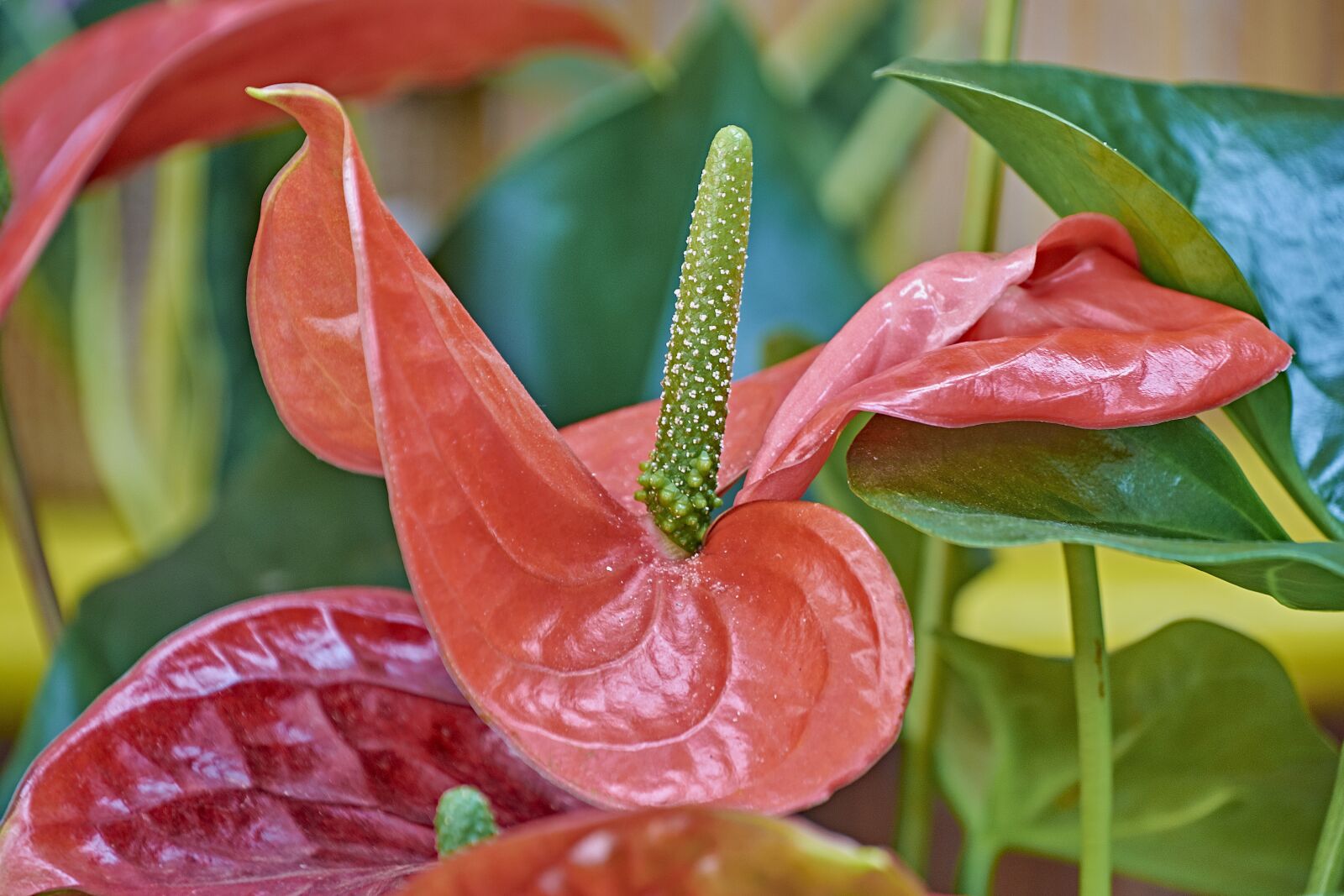 Nikon D7200 sample photo. Flower, garden, plant photography