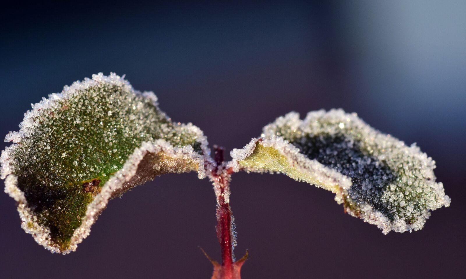Nikon D3300 sample photo. Frost, cold, winter photography