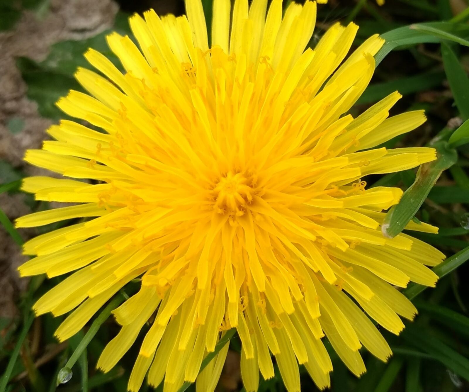 Motorola Moto G (4) sample photo. Buttercup, yellow, flower photography