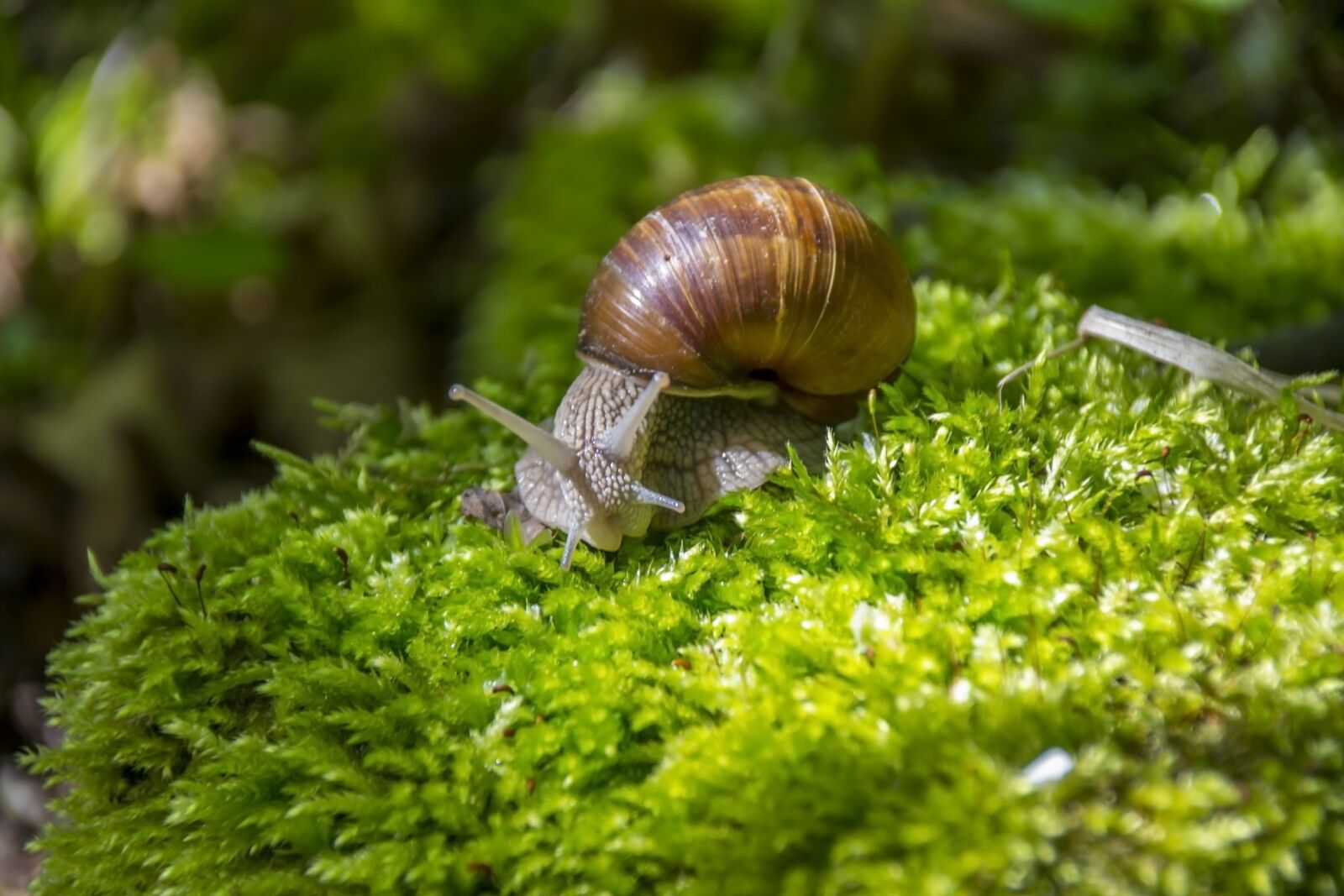 Nikon D3100 sample photo. Snail, winniczek, macro photography