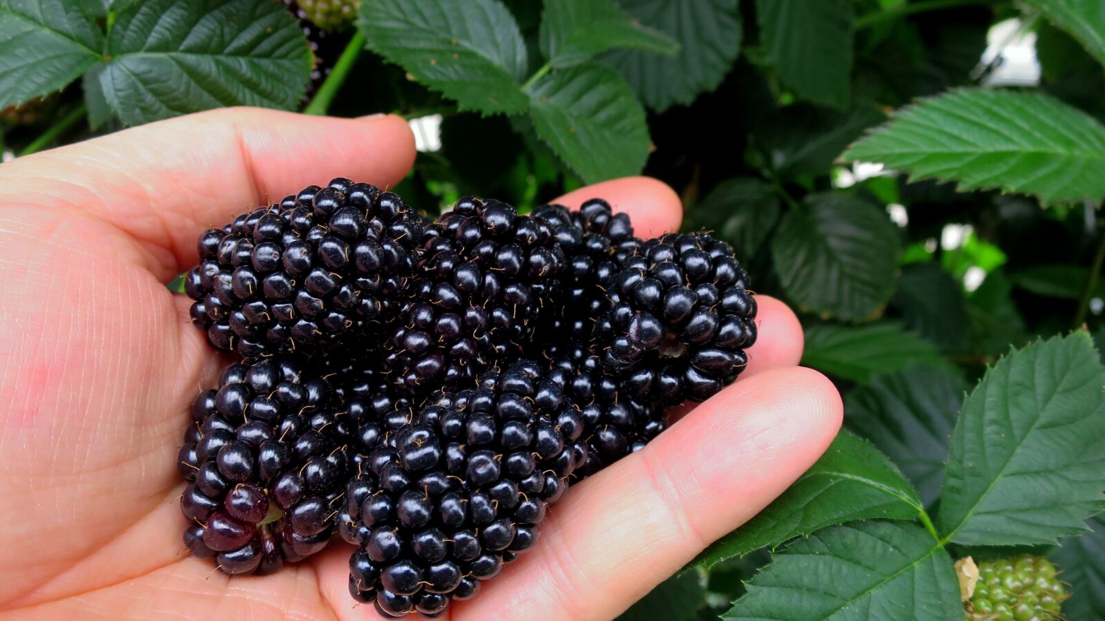 Canon PowerShot S120 sample photo. Blackberry, blackberries, berries photography
