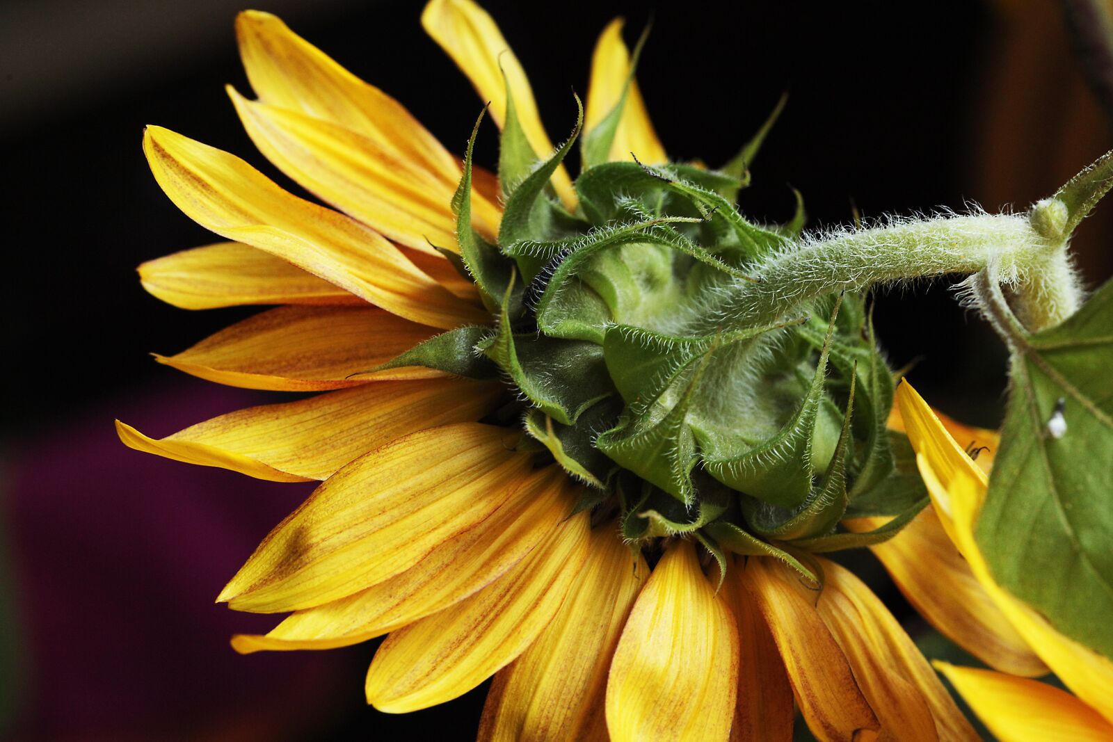 Canon EOS 5D Mark II sample photo. Sunflower, flower, flowering photography