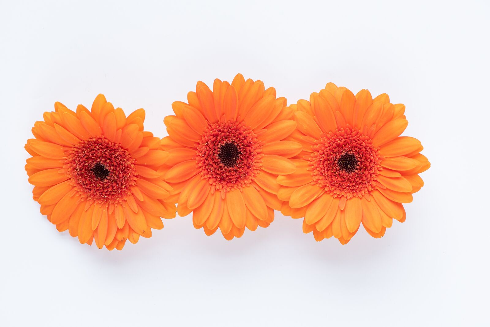 Nikon D750 sample photo. Gerbera, flowers, orange photography