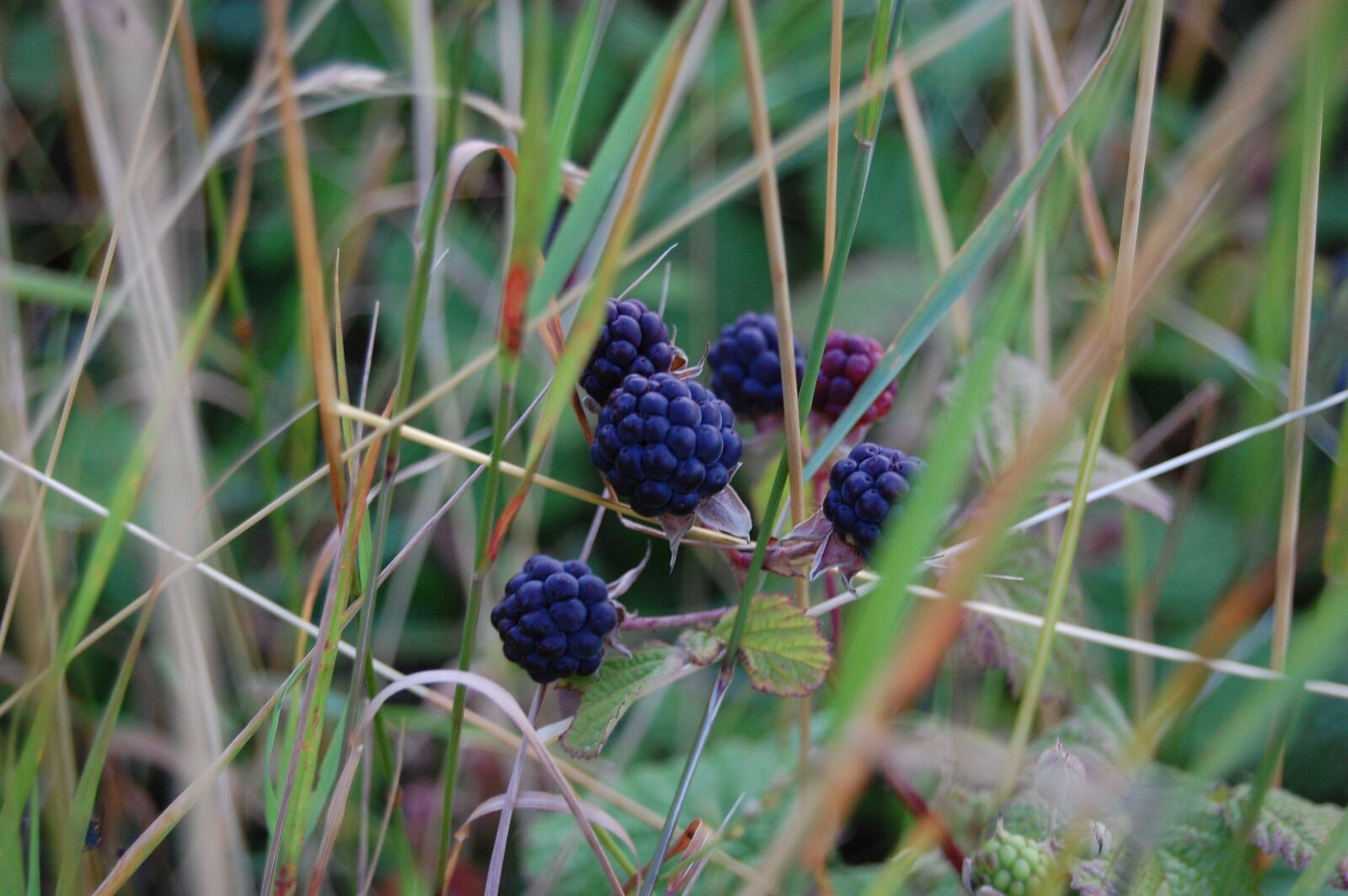 Nikon D40 sample photo. Blackberries, fruit, wild photography