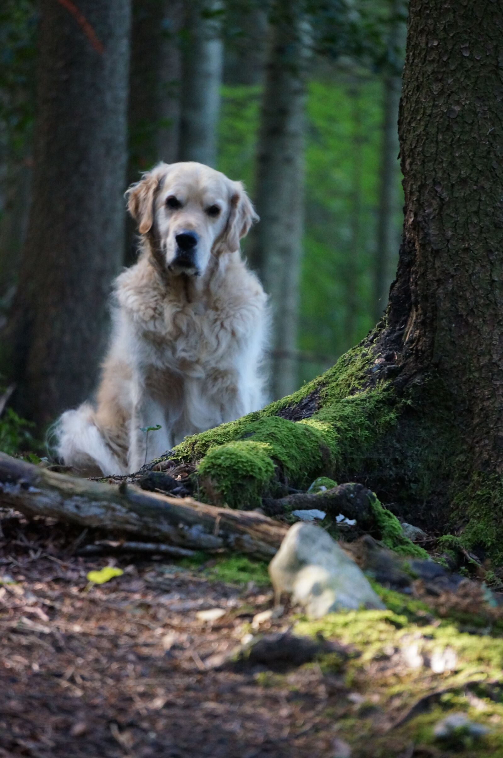 Sony Alpha NEX-5N sample photo. Dog, forest, golden retriever photography