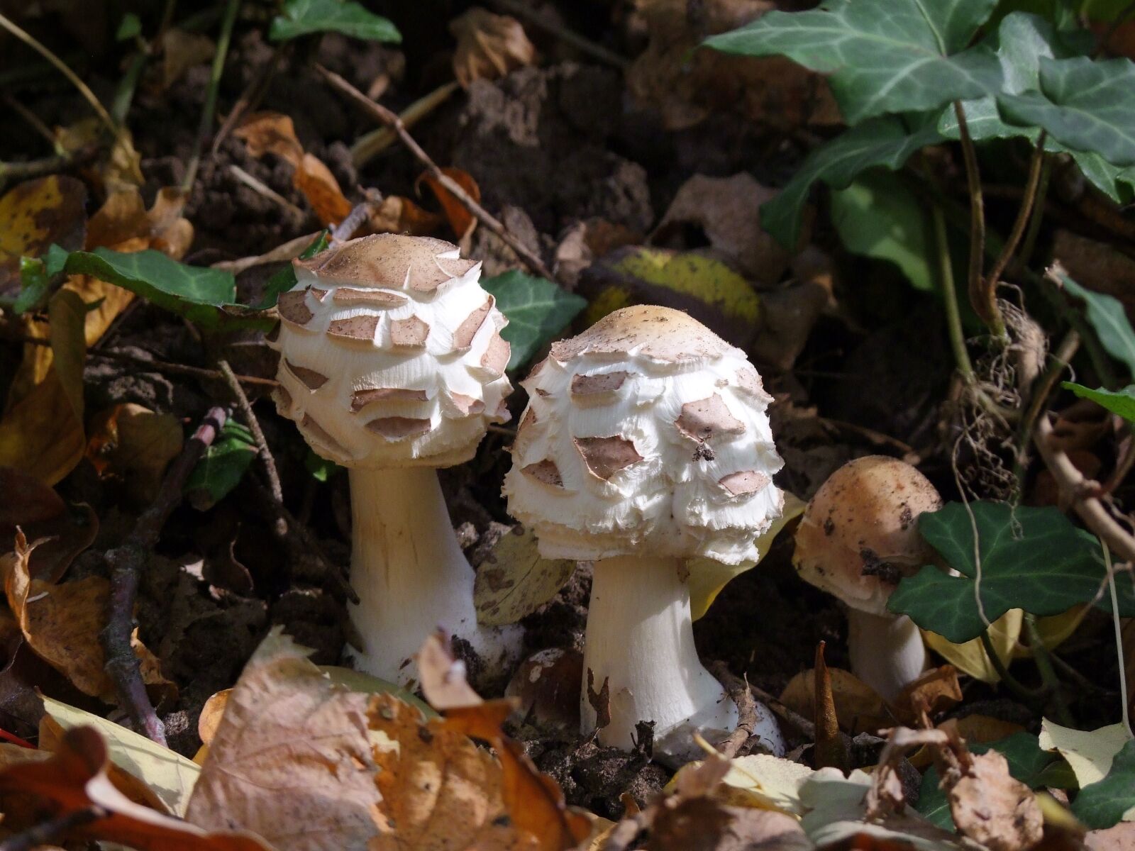 Fujifilm FinePix S100fs sample photo. Fungi, in pairs, forest photography